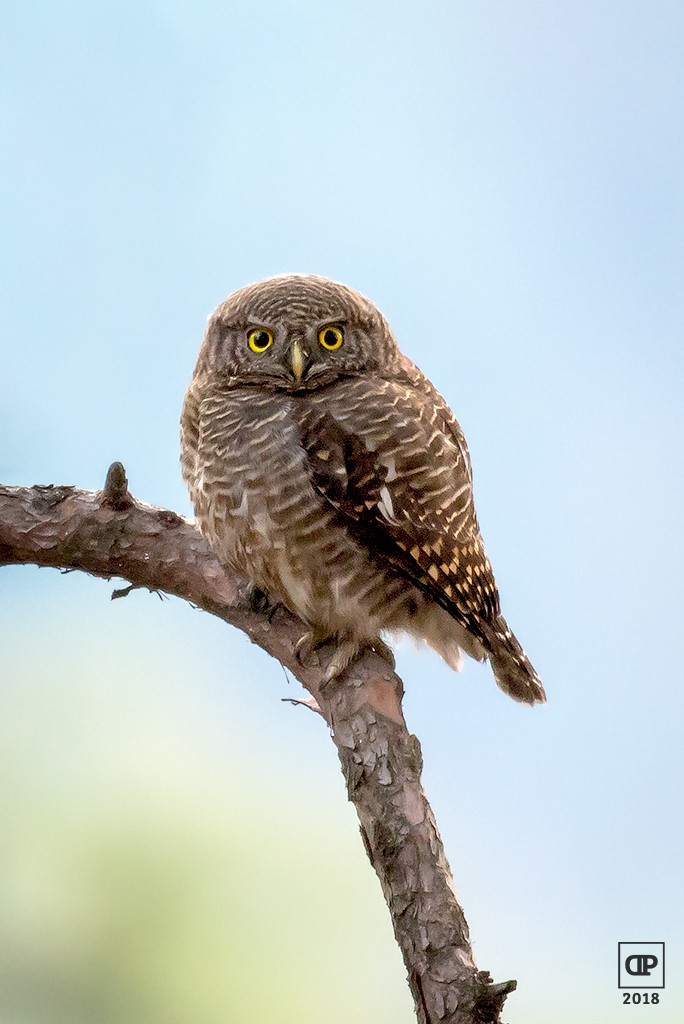 Asian Barred Owlet