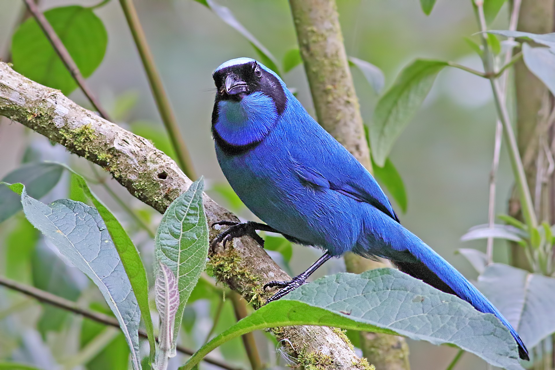 Turquoise Jay