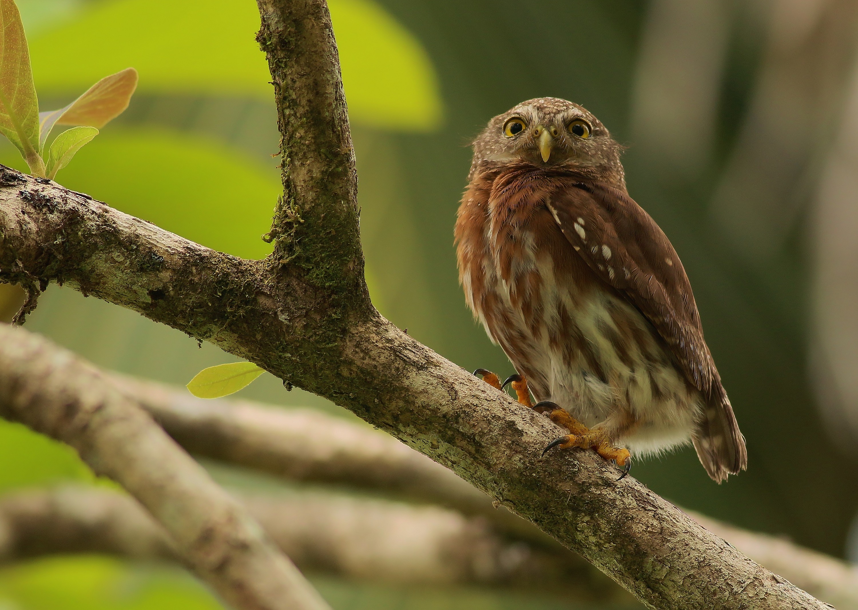 Ferruginous Pygmy-owl
