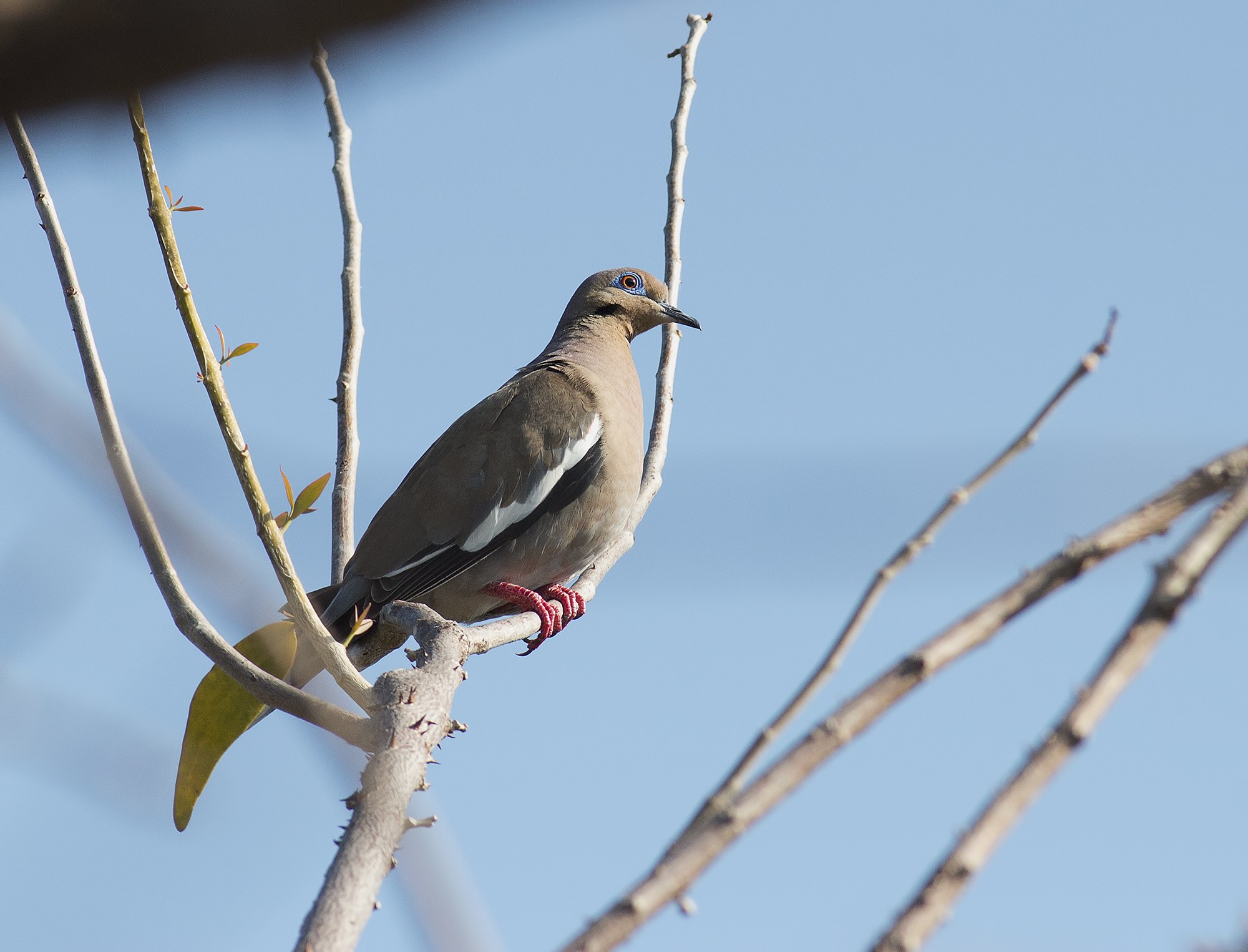 White-winged Dove