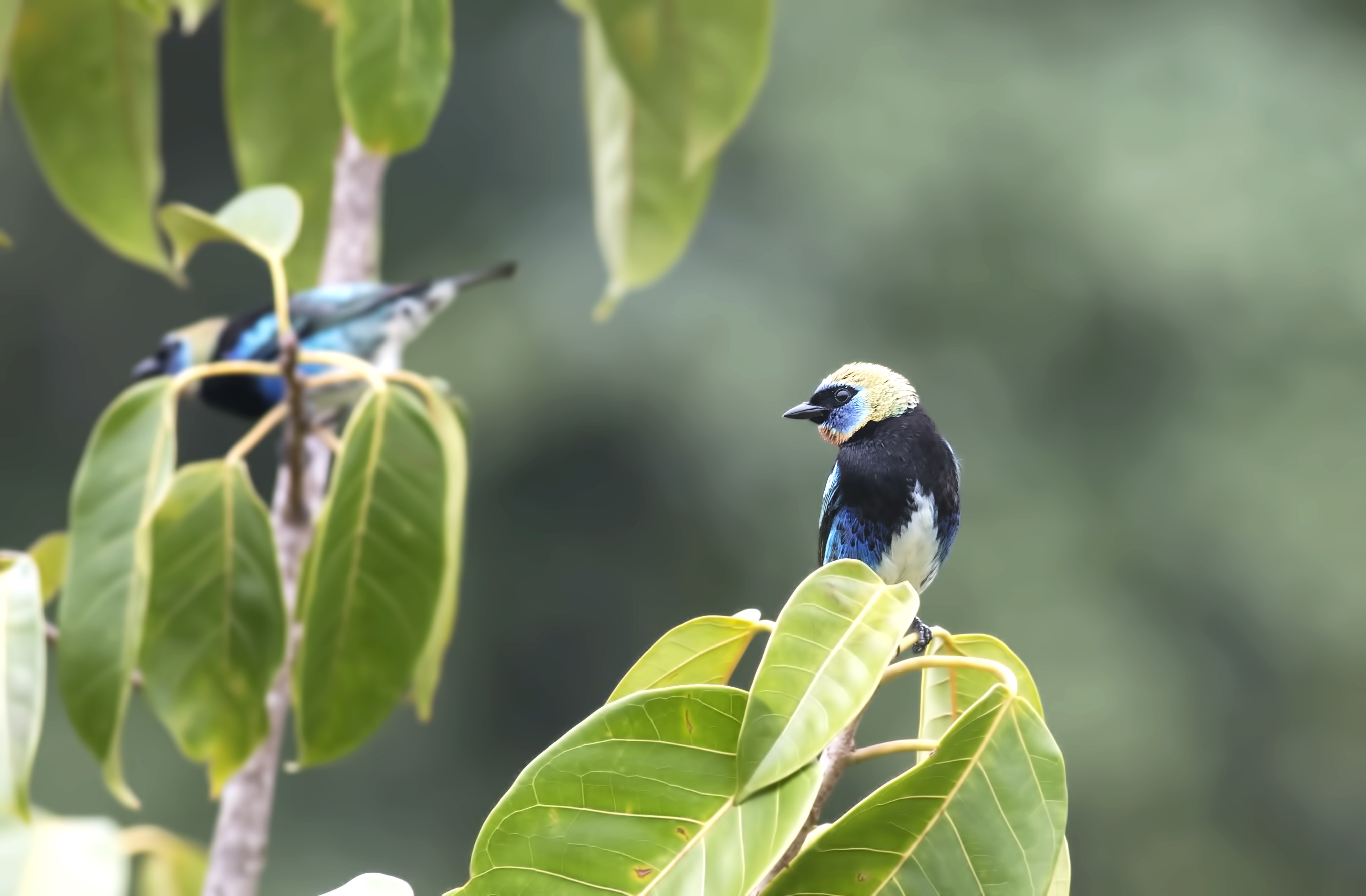 Golden-hooded Tanager