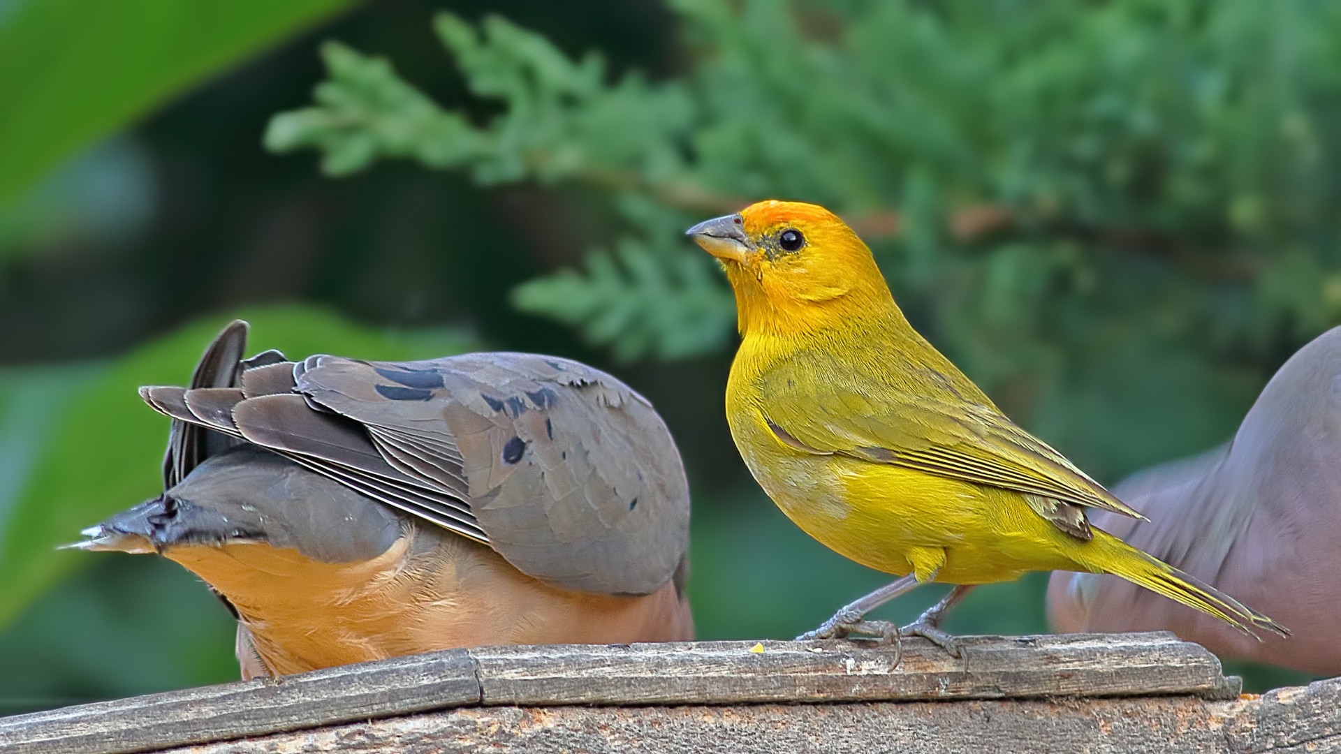 Saffron Finch