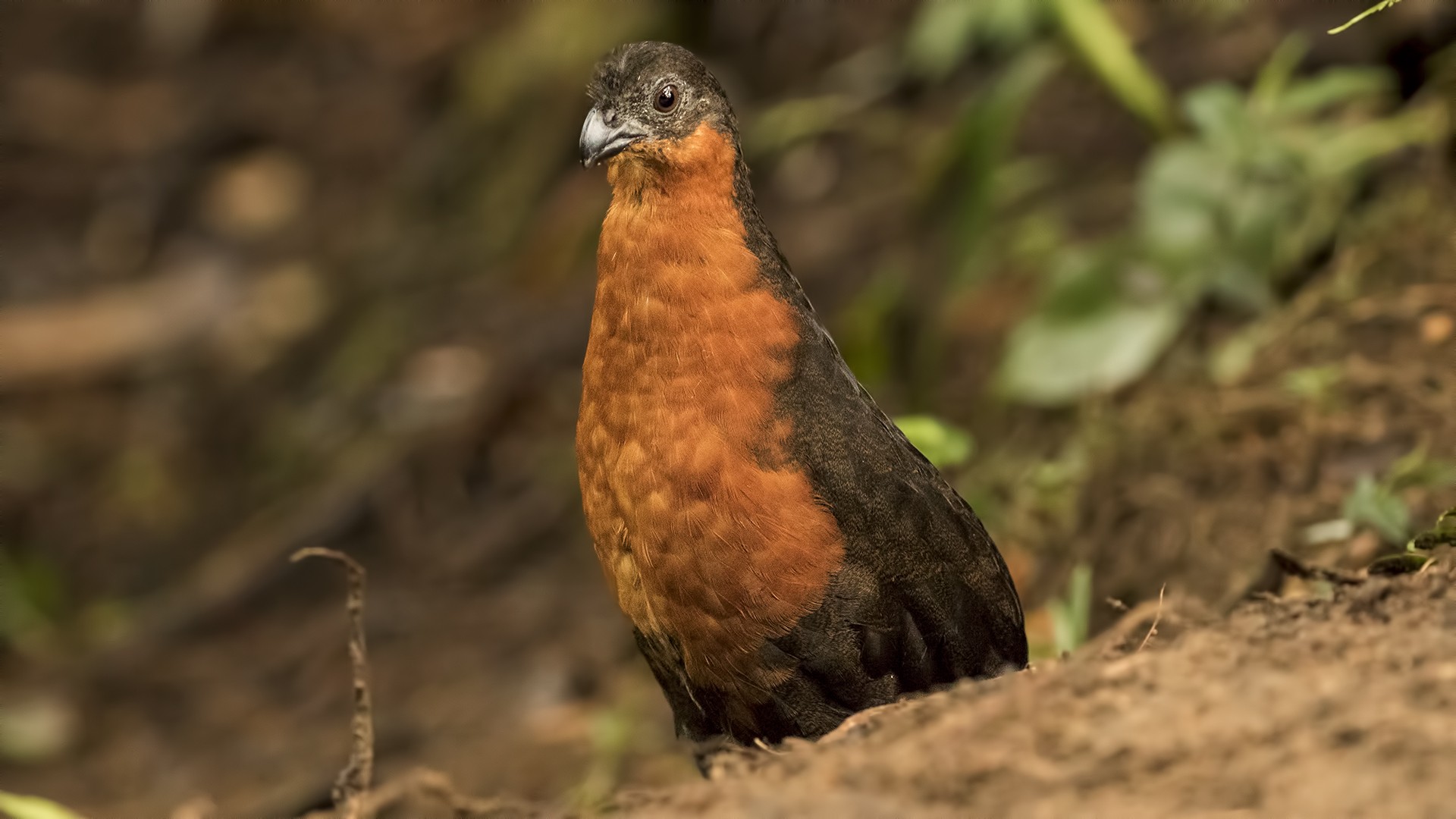 Rufous-breasted Wood-quail