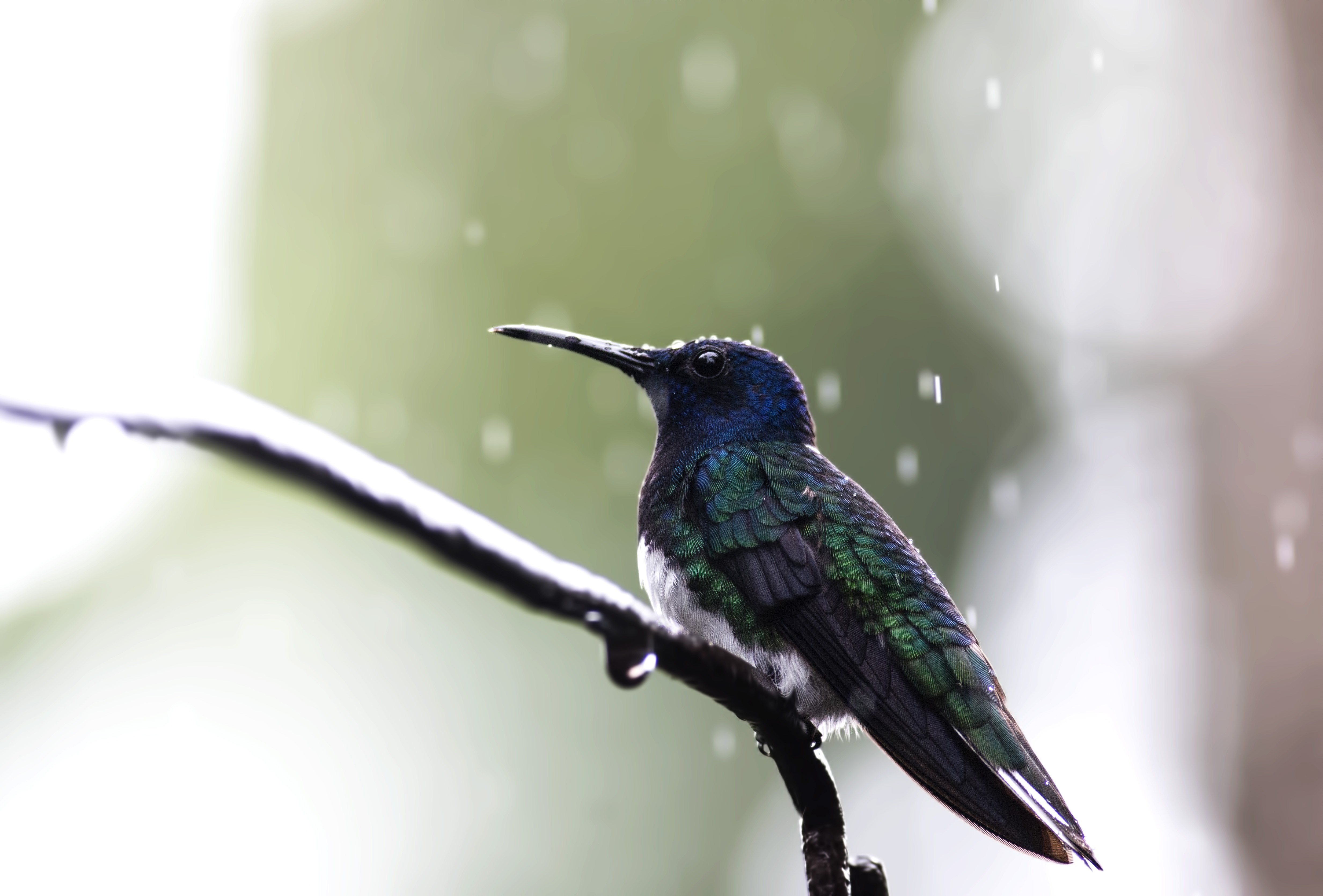White-necked Jacobin