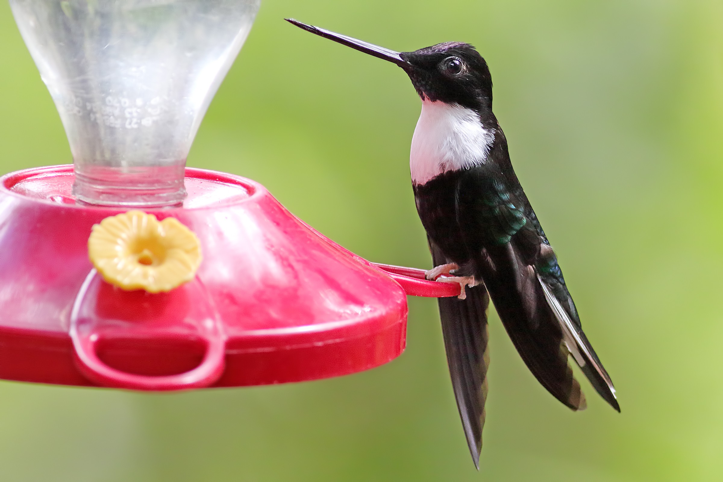 Collared Inca