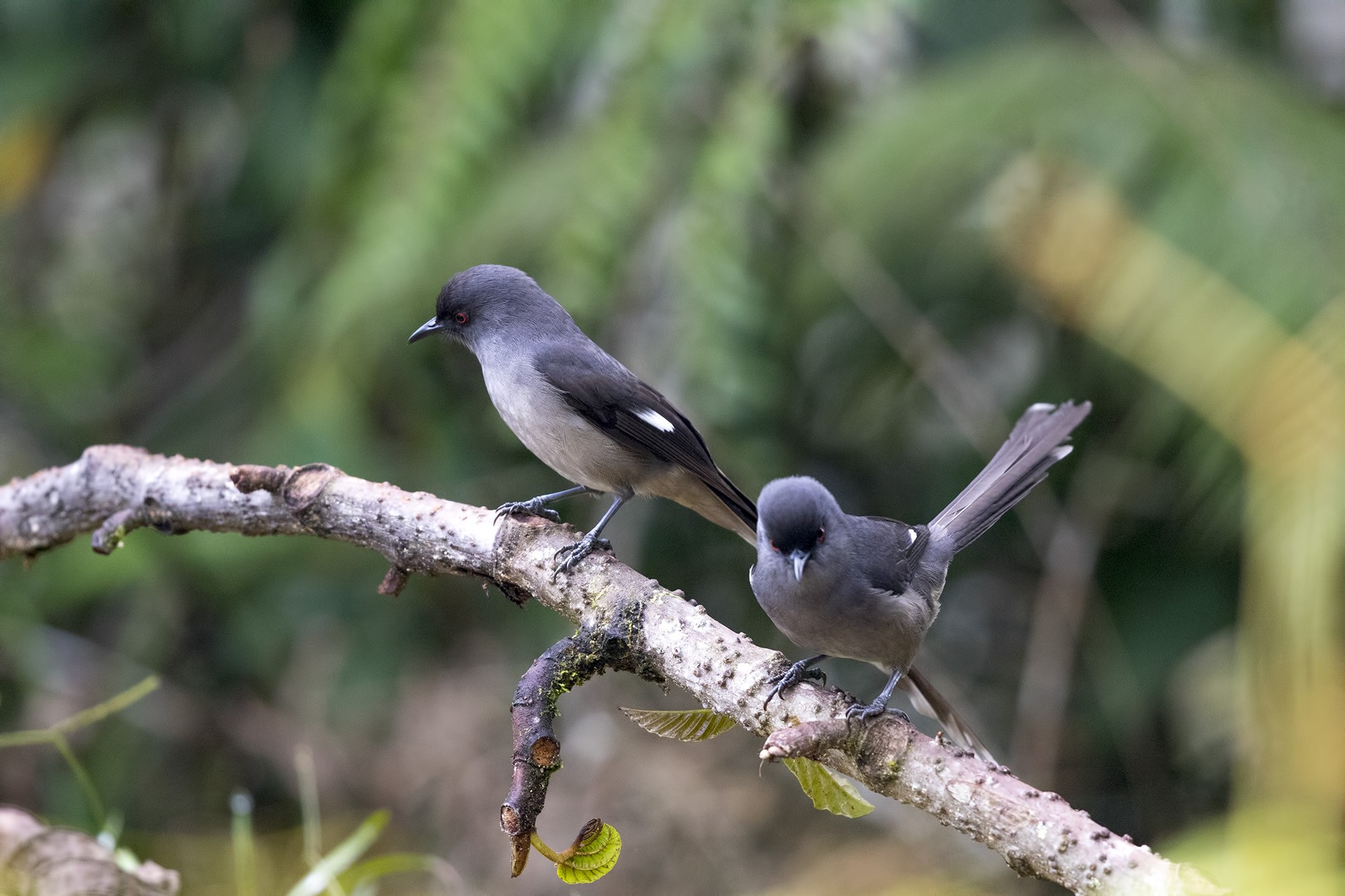 Long-tailed Sibia