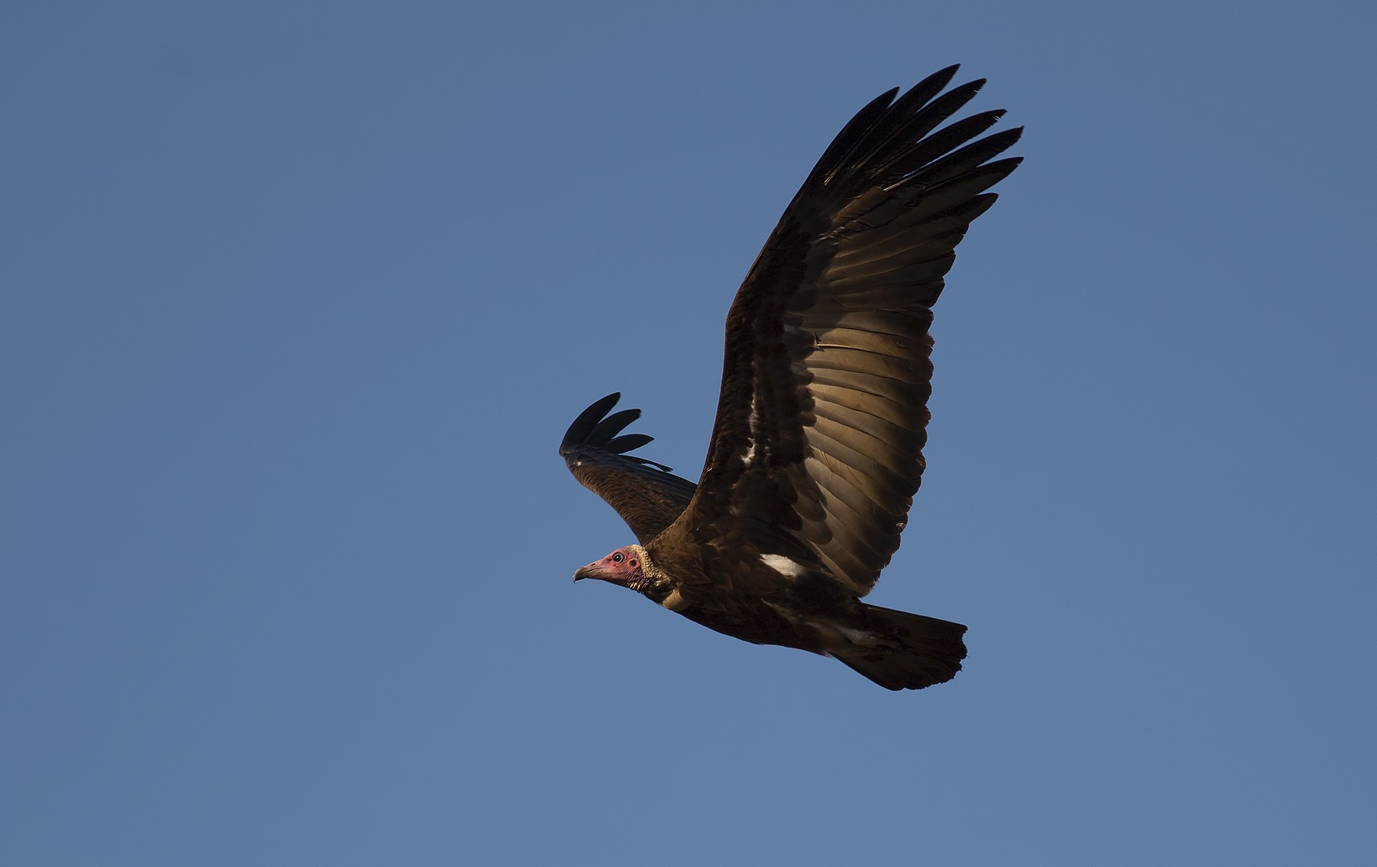 Hooded Vulture