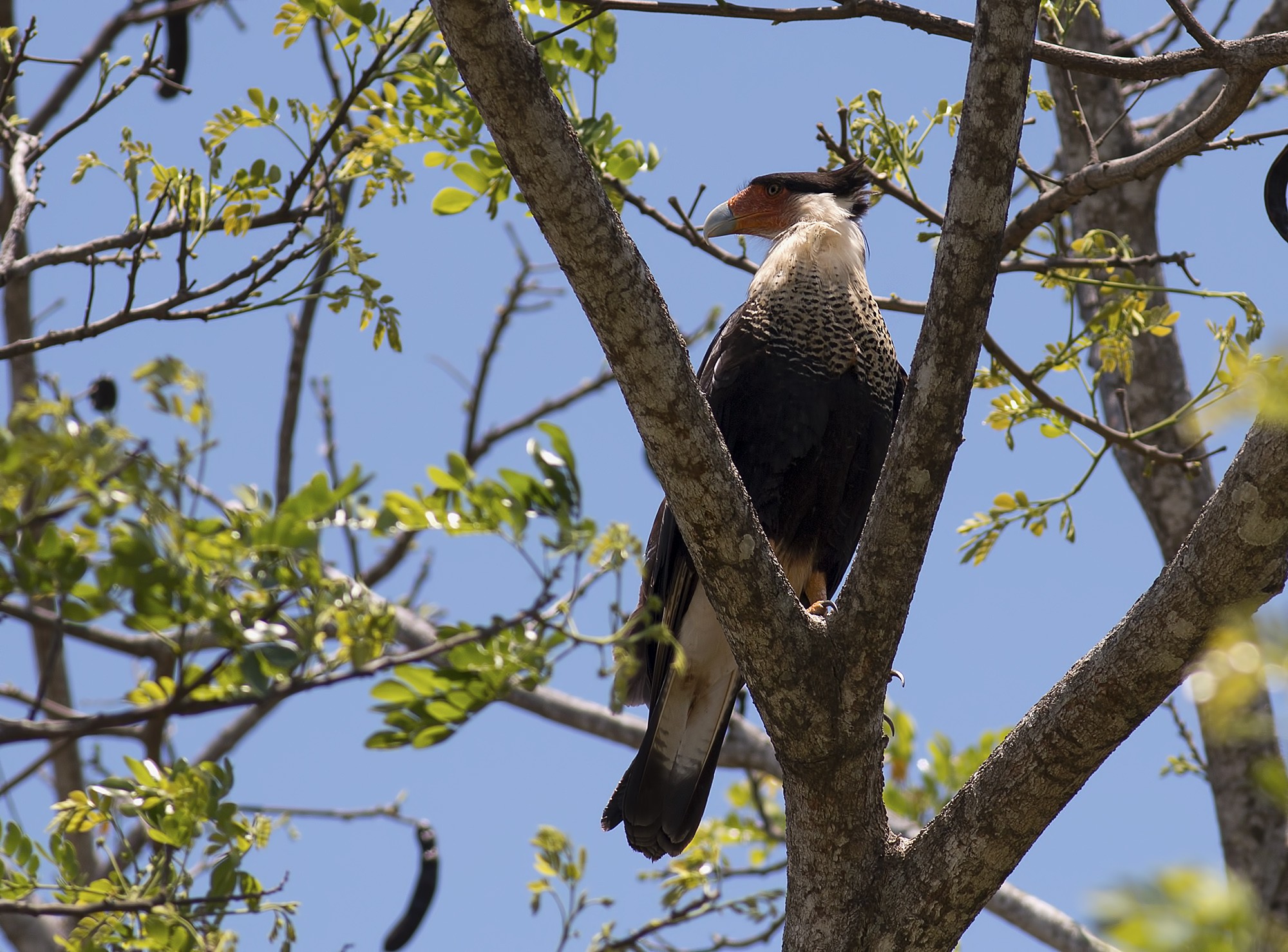 Crested Caracara