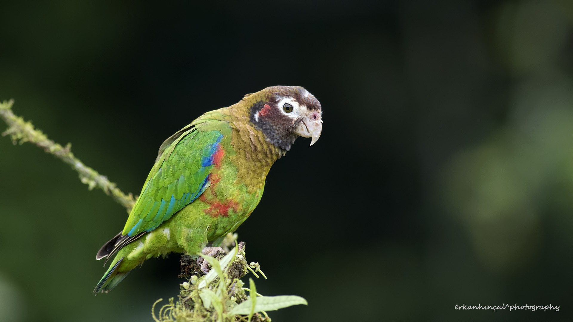 Brown-hooded Parrot