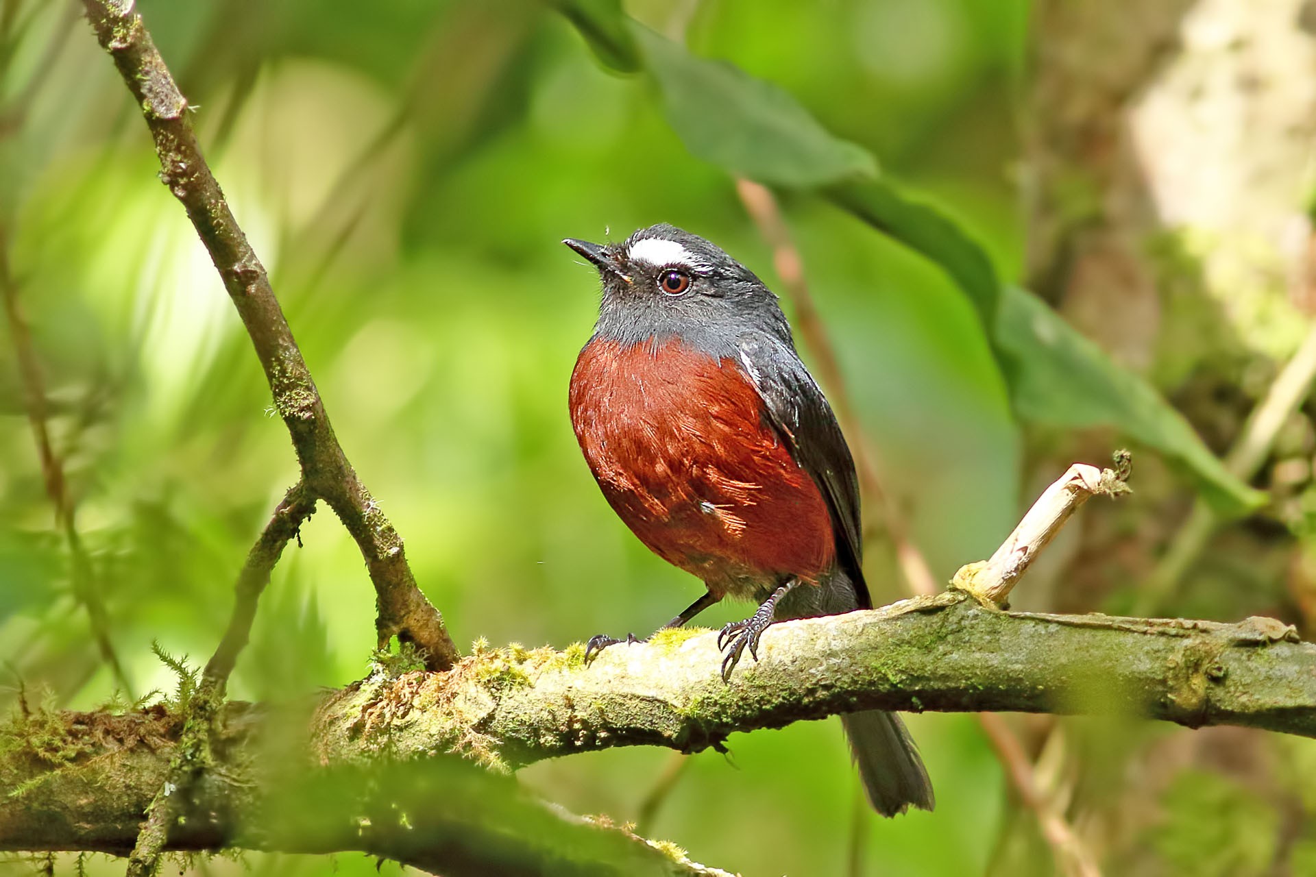 Slaty-backed Chat-tyrant