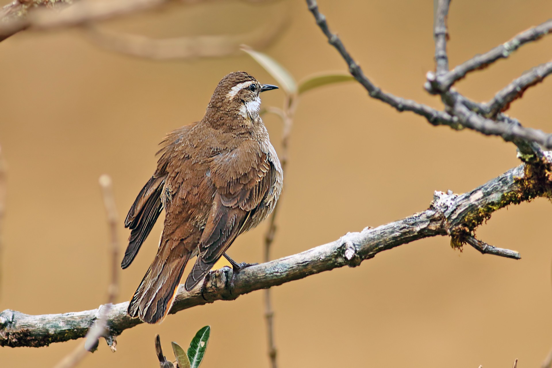 Bar-winged Cinclodes