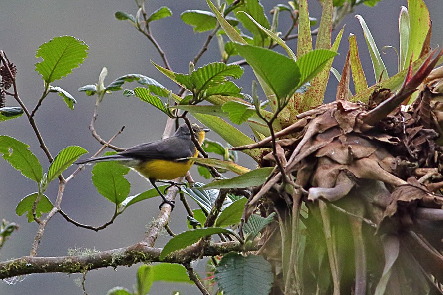 Spectacled Whitestart