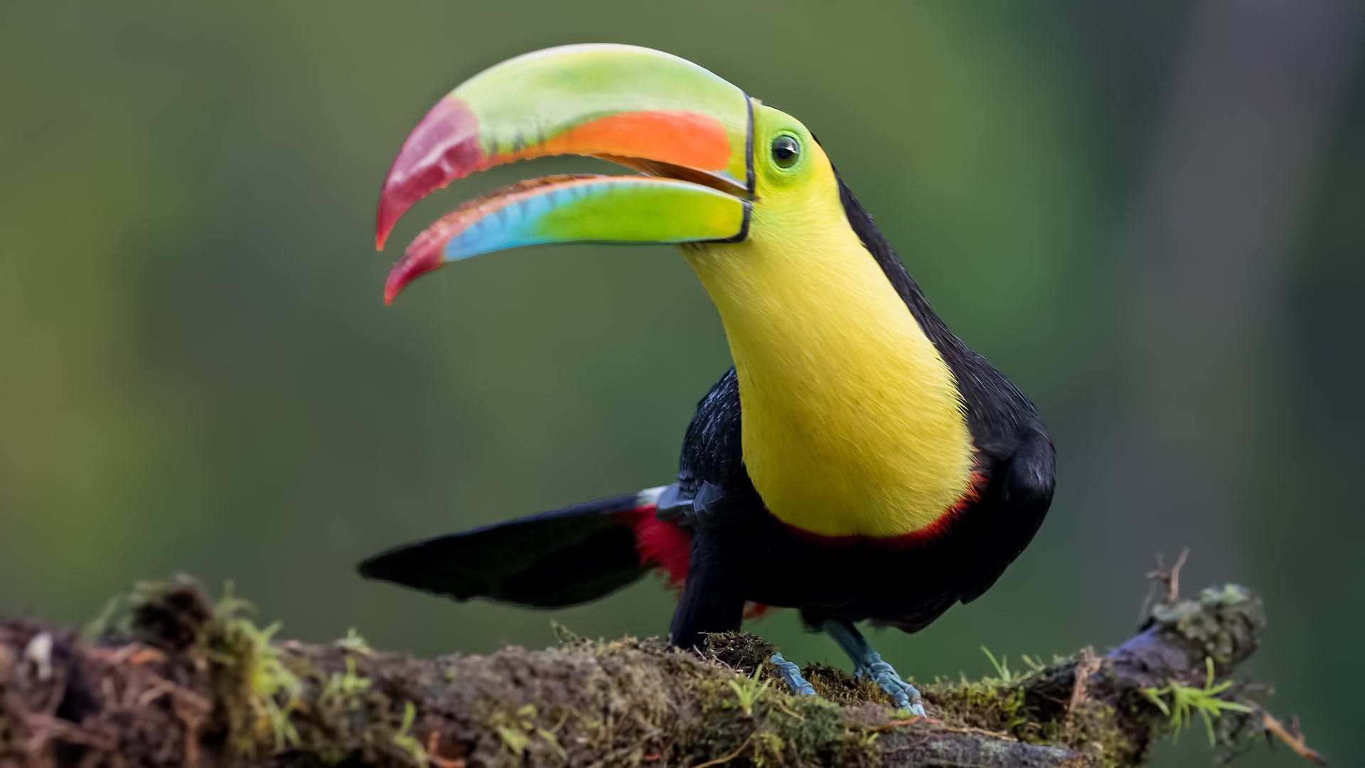 Keel-billed Toucan