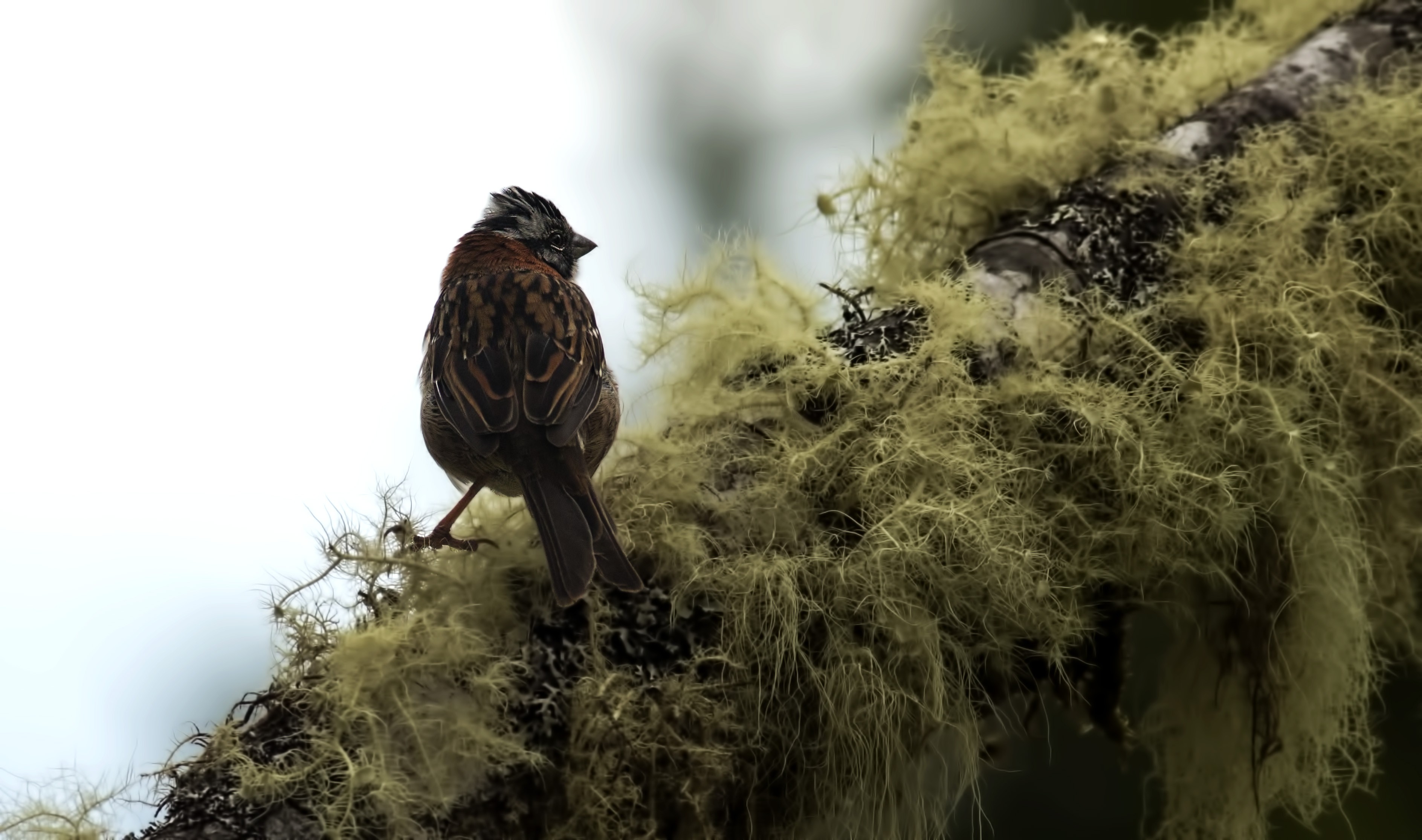 Rufous-collared Sparrow