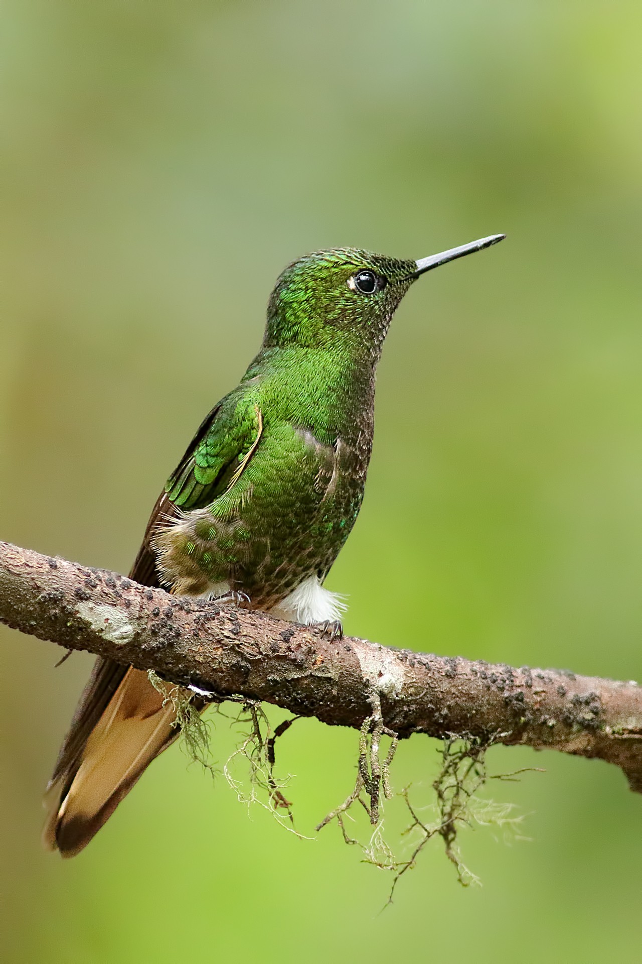 Buff-tailed Coronet