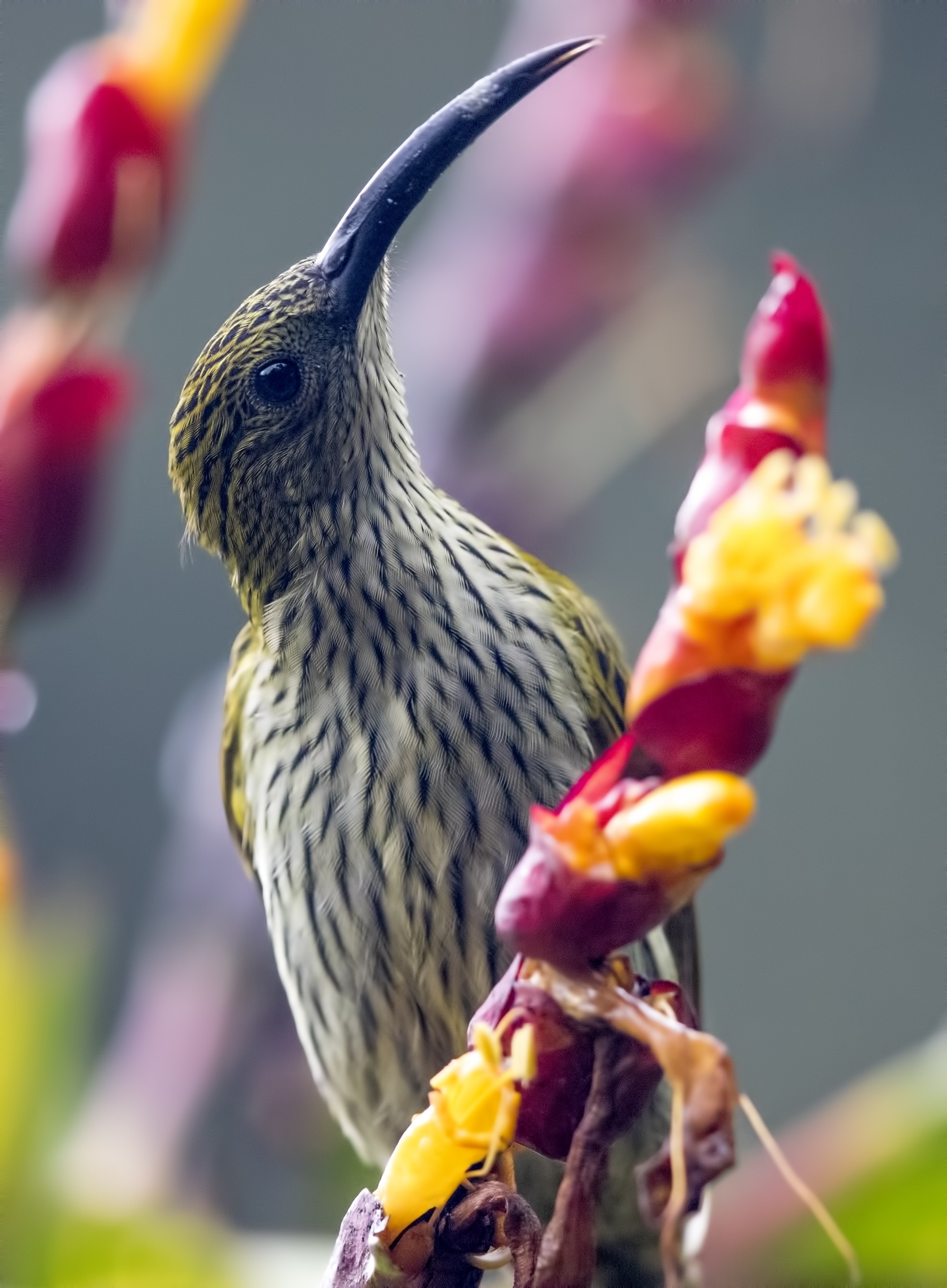 Streaked Spiderhunter