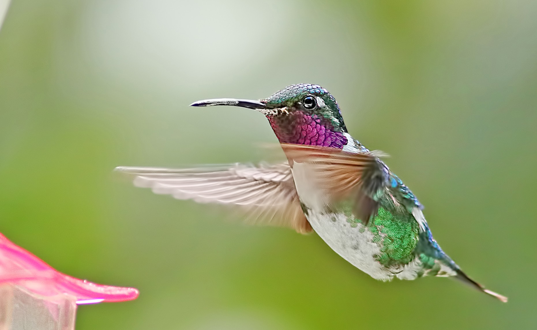 White-bellied Woodstar