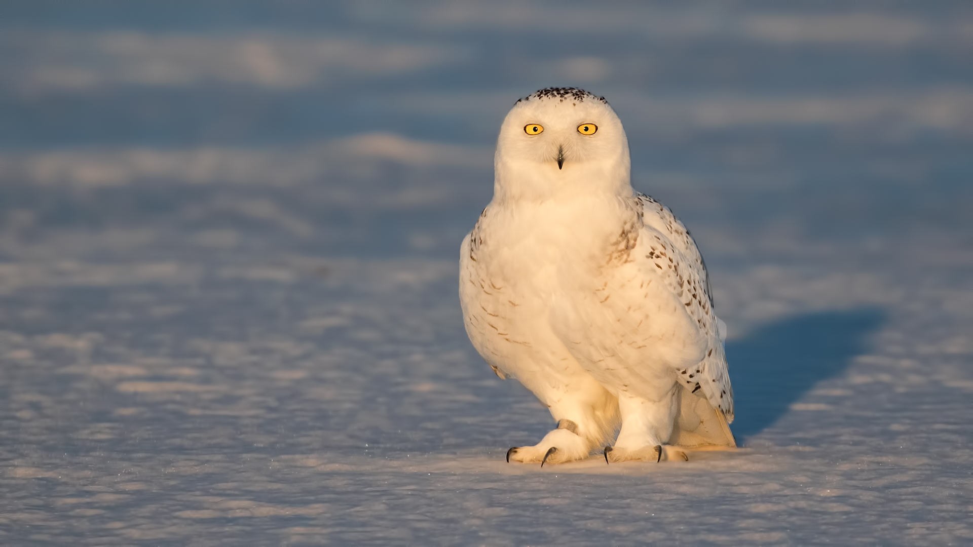 Snowy Owl