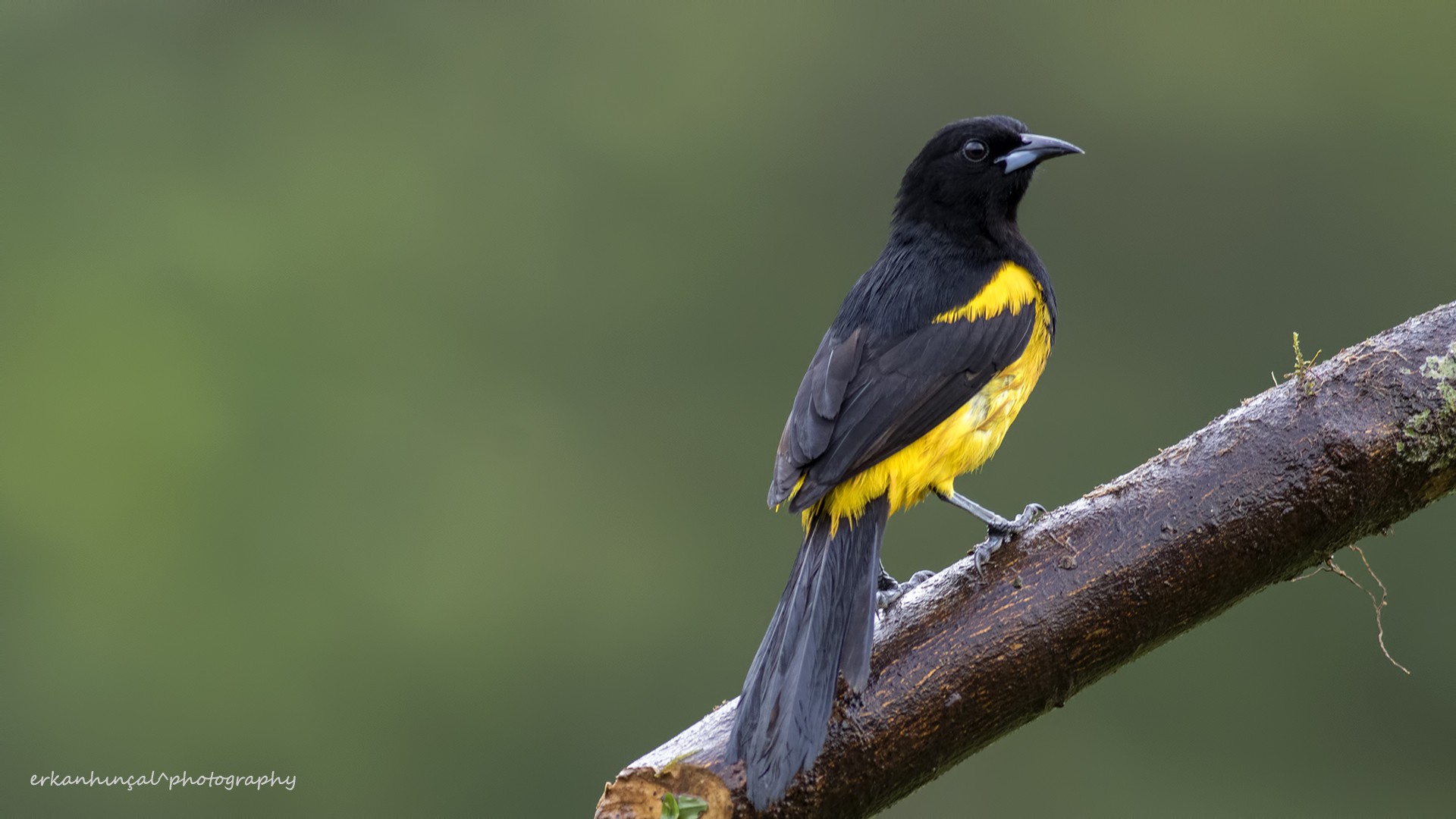 Black-cowled Oriole