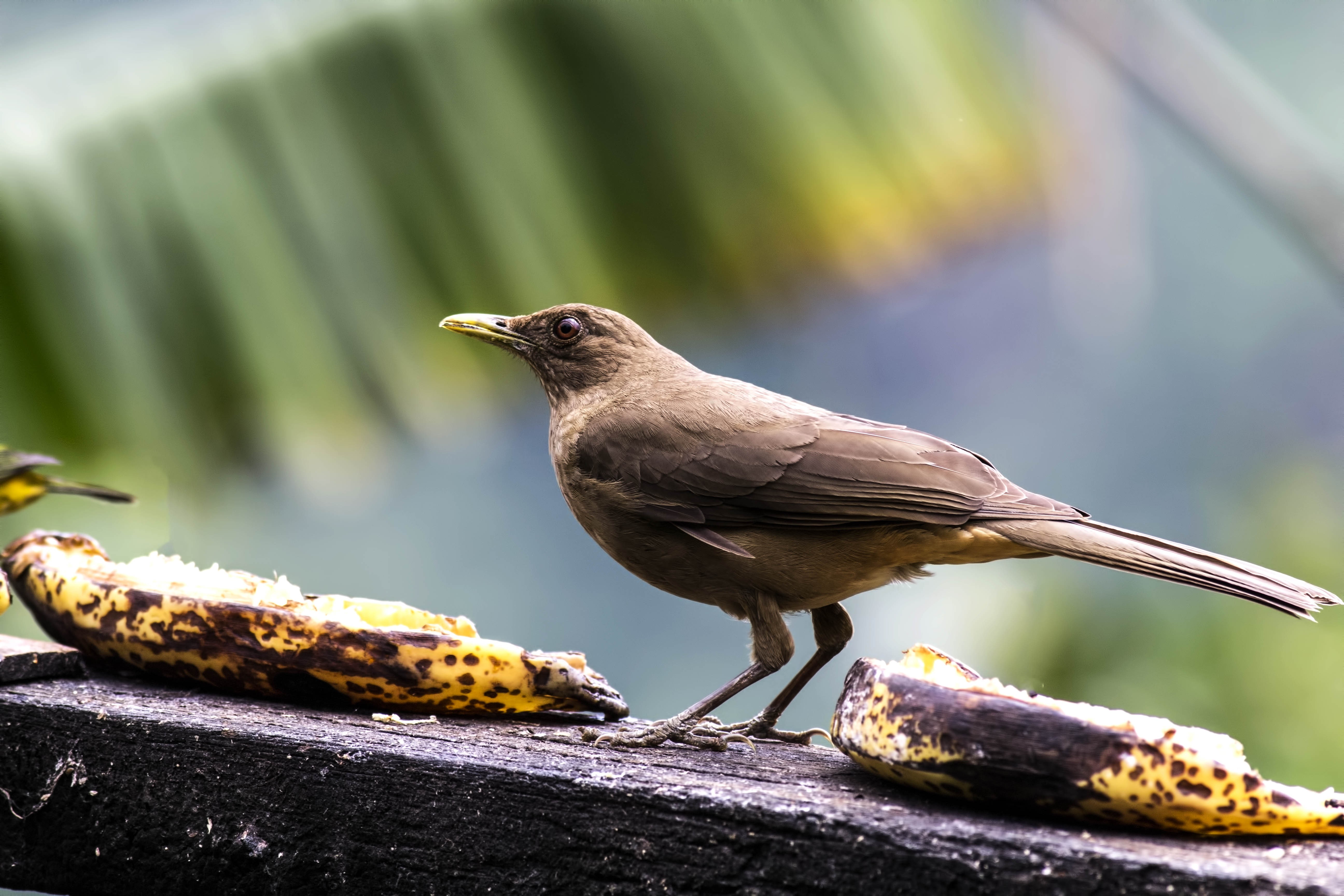 Clay-coloured Thrush — Ana fotoğraf