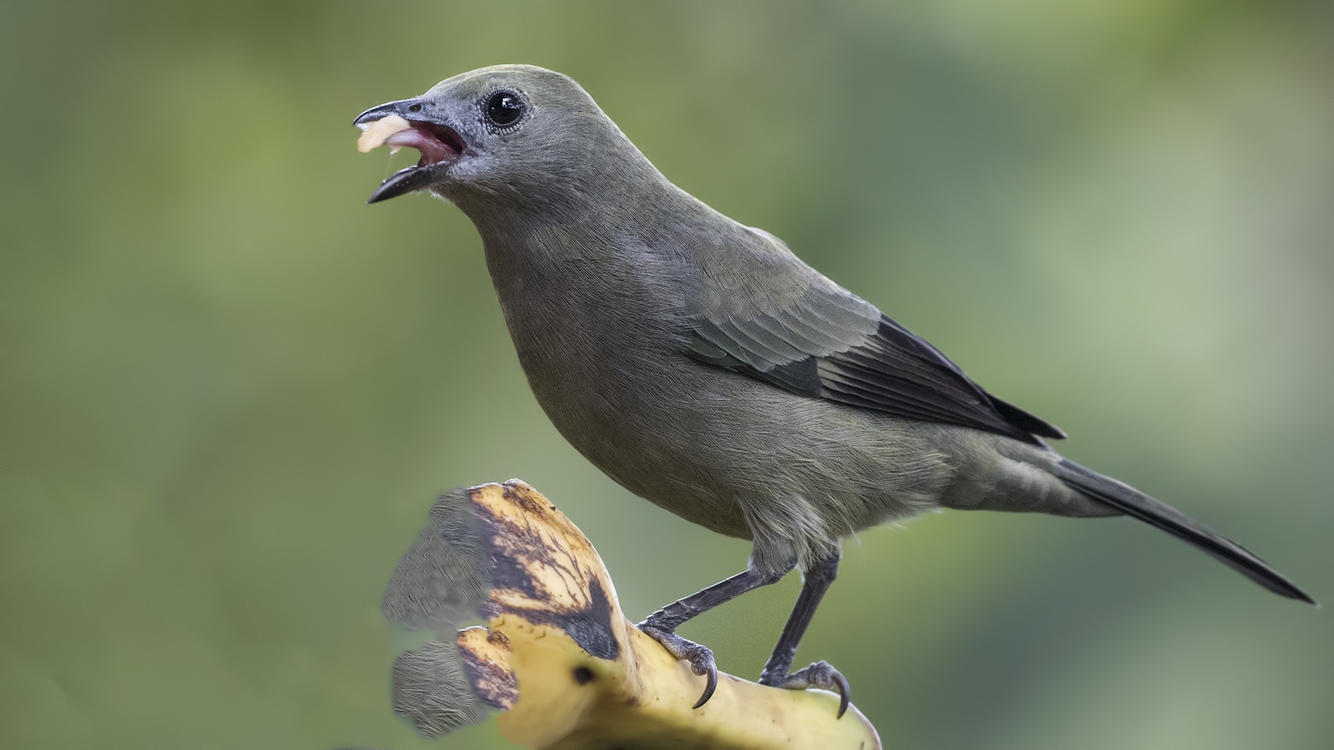 Palm Tanager