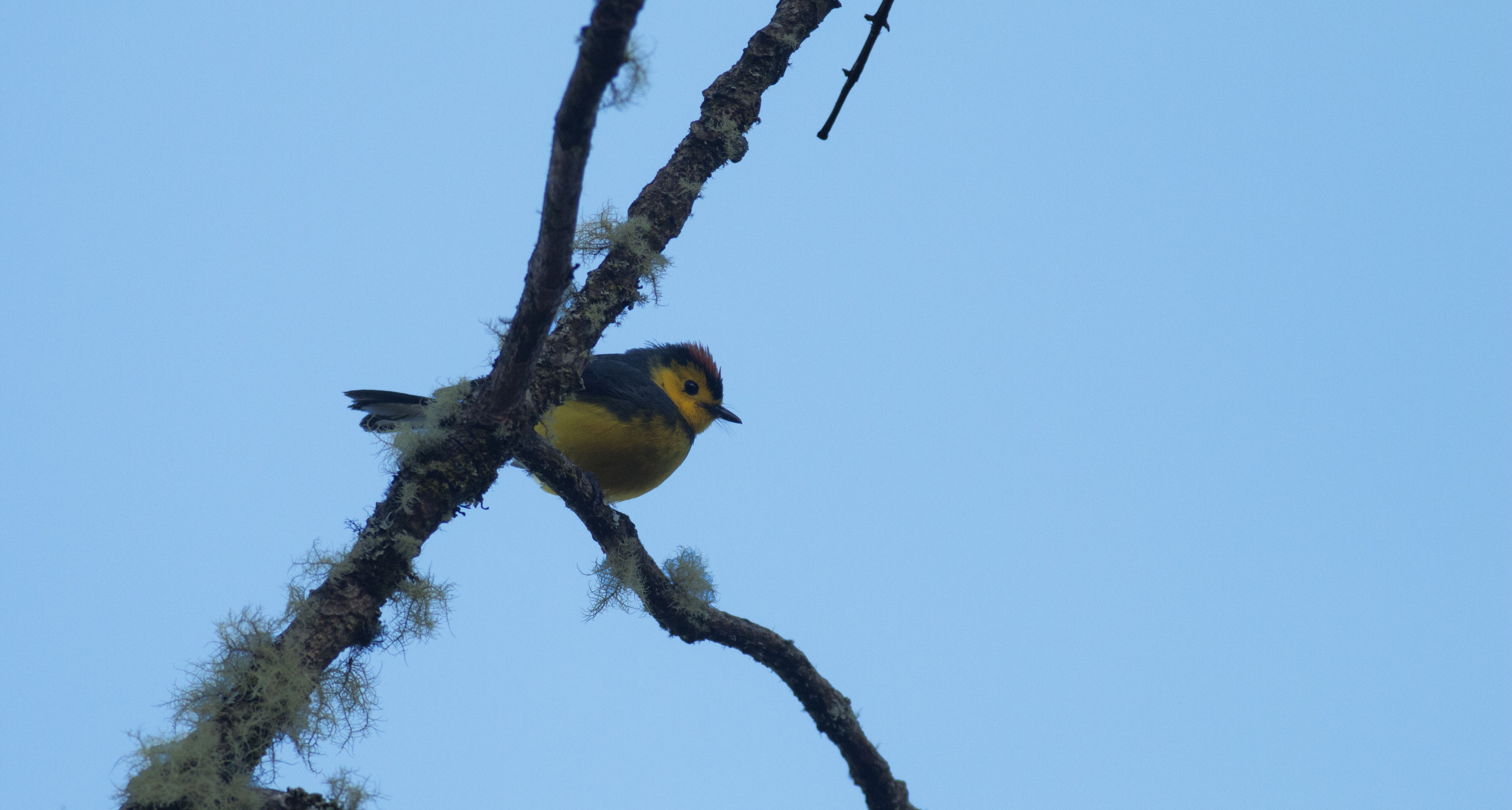 Collared Whitestart