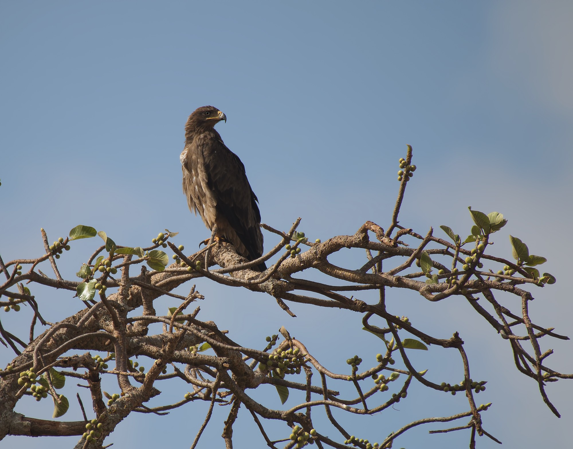 Tawny Eagle