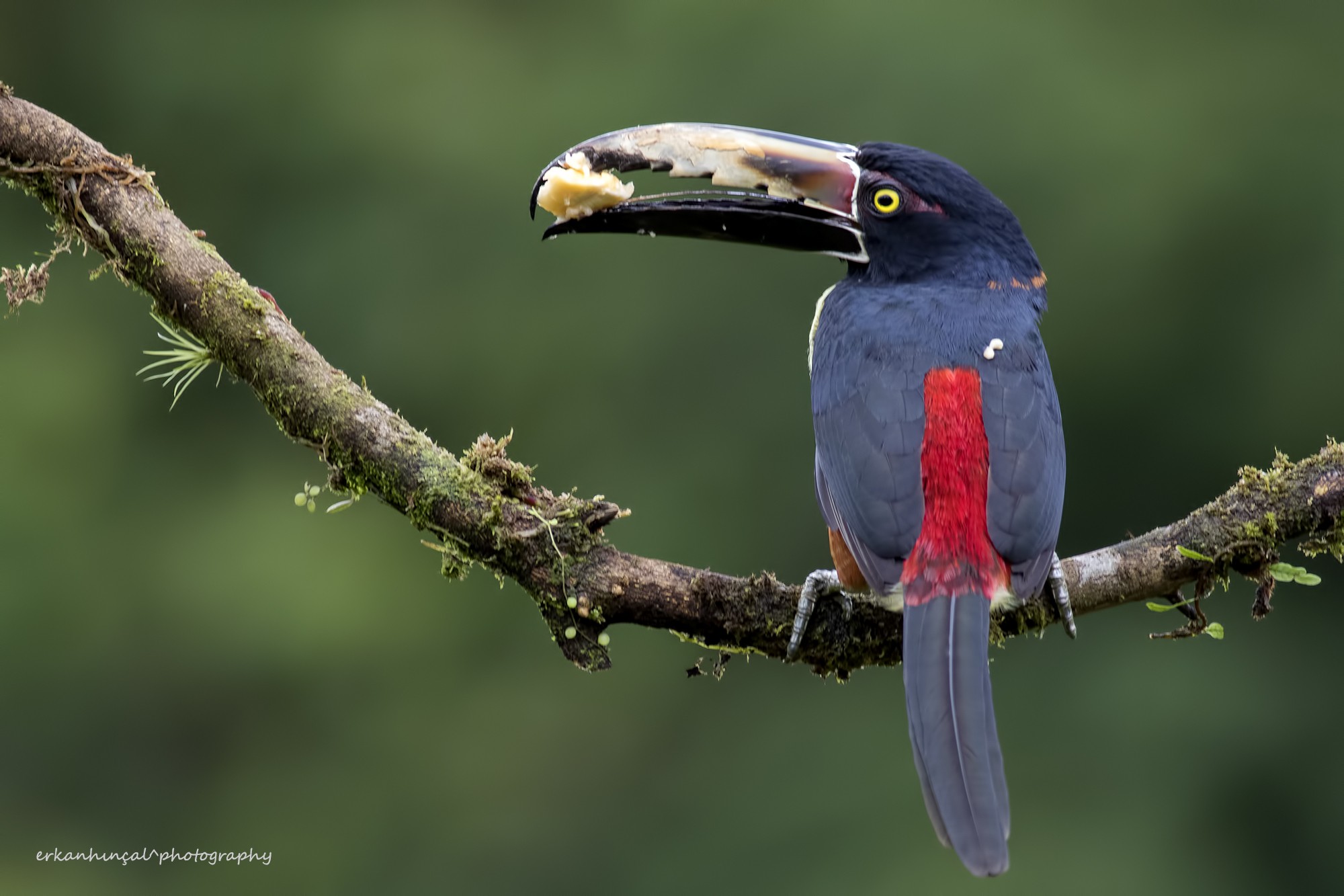 Collared AraÃ§ari