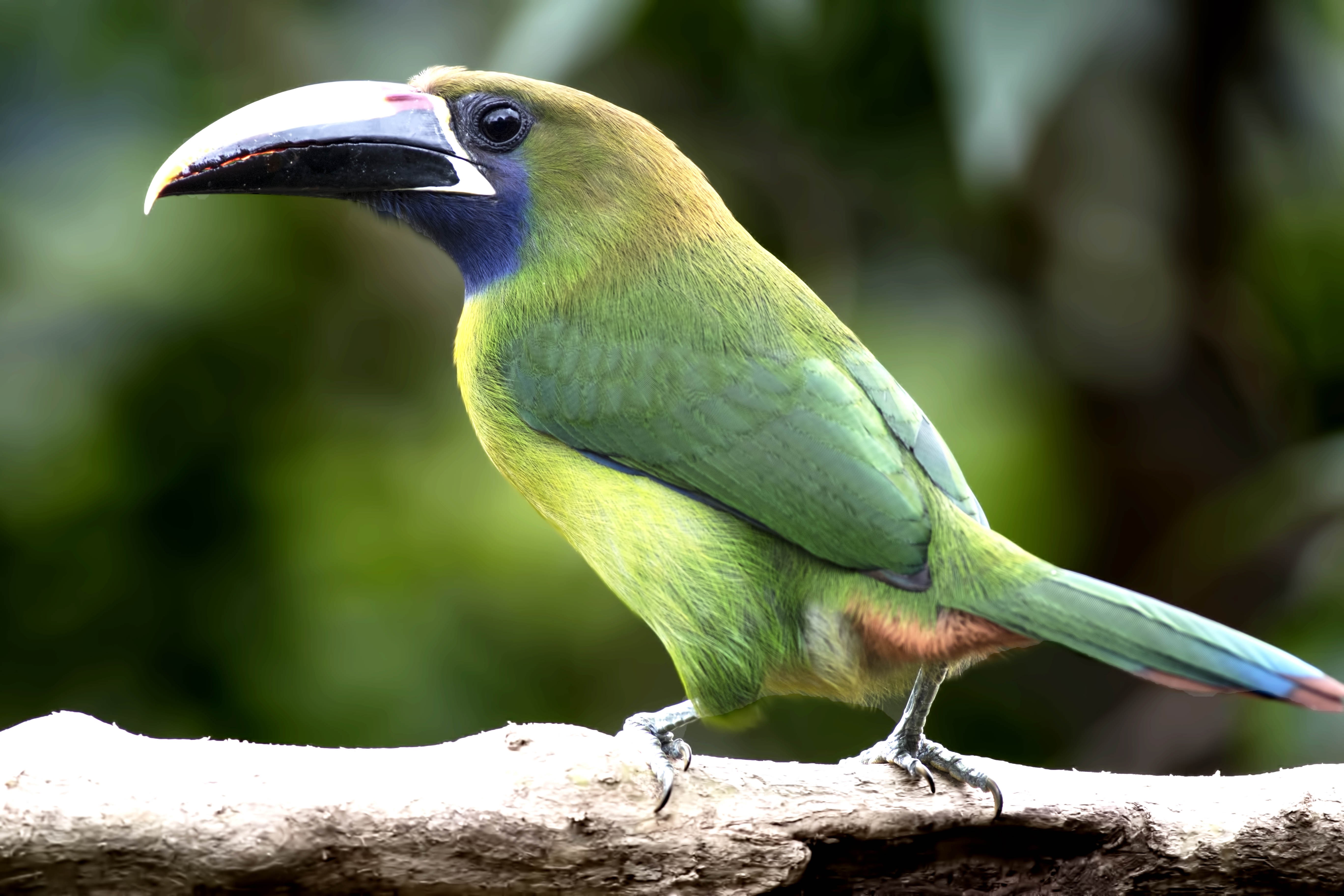 Emerald Toucanet