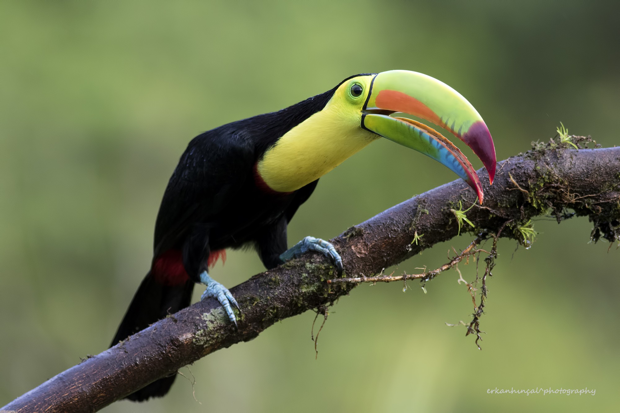 Keel-billed Toucan