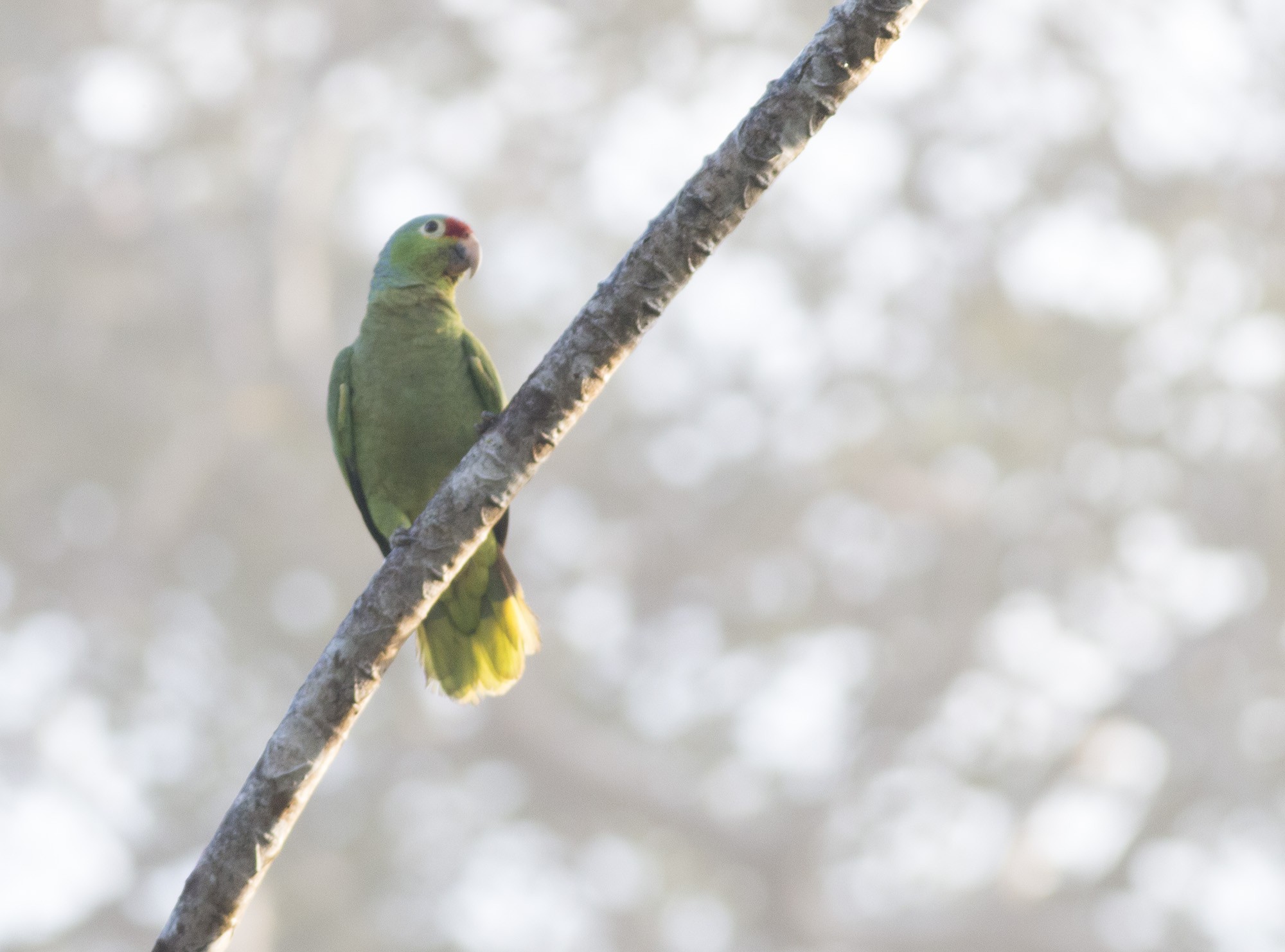 Orange-fronted Parakeet