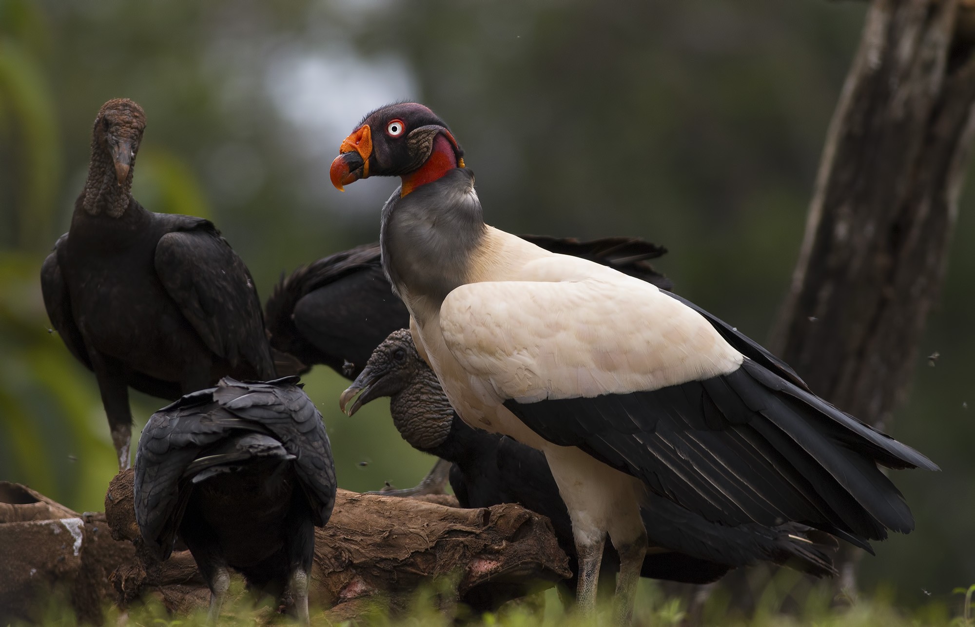 King Vulture