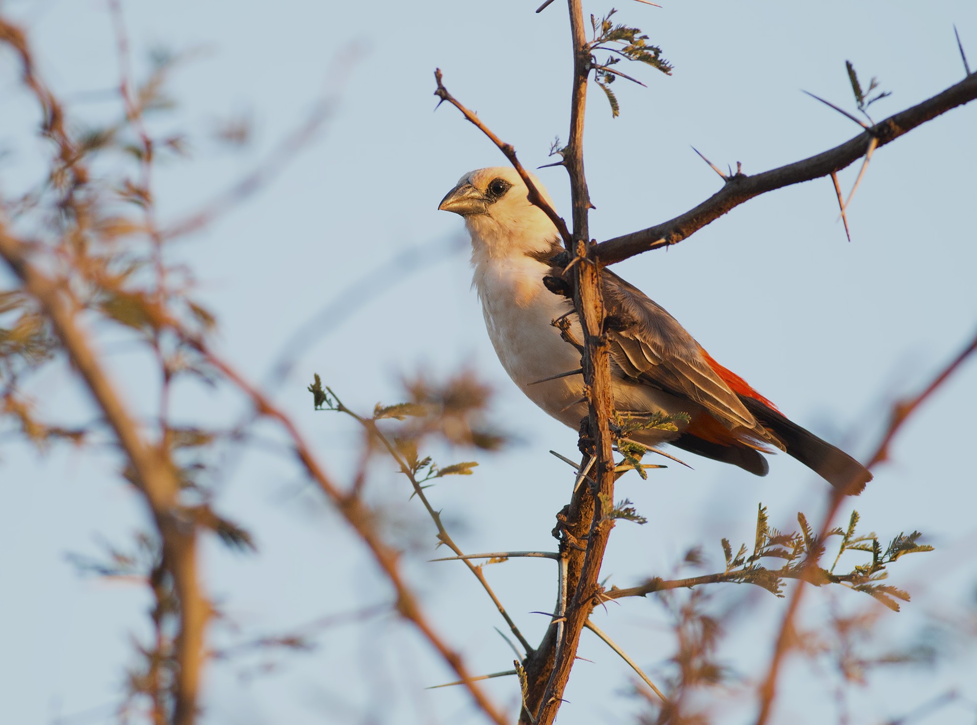 White-headed Buffalo-weaver