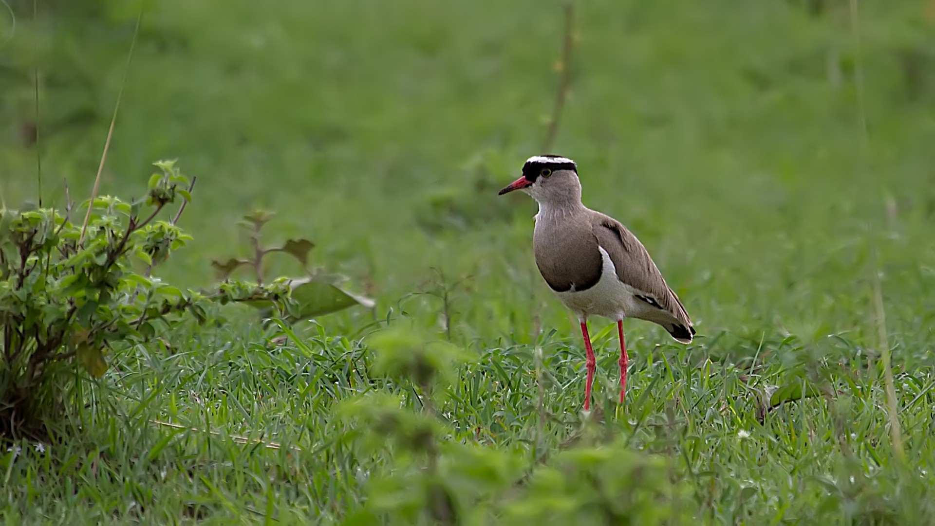 Crowned Lapwing