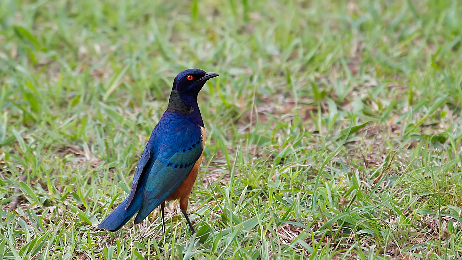 Superb Starling