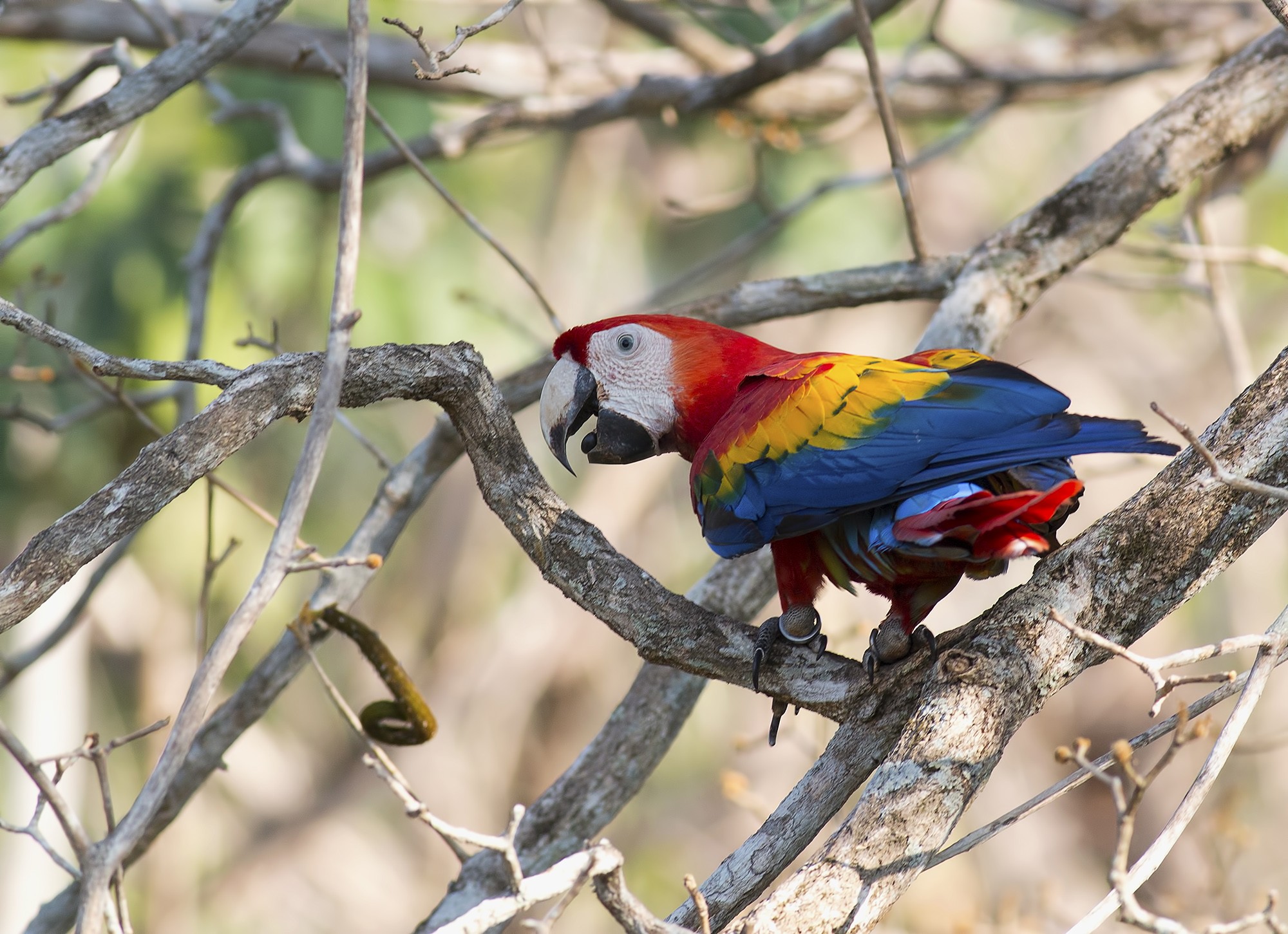 Scarlet Macaw