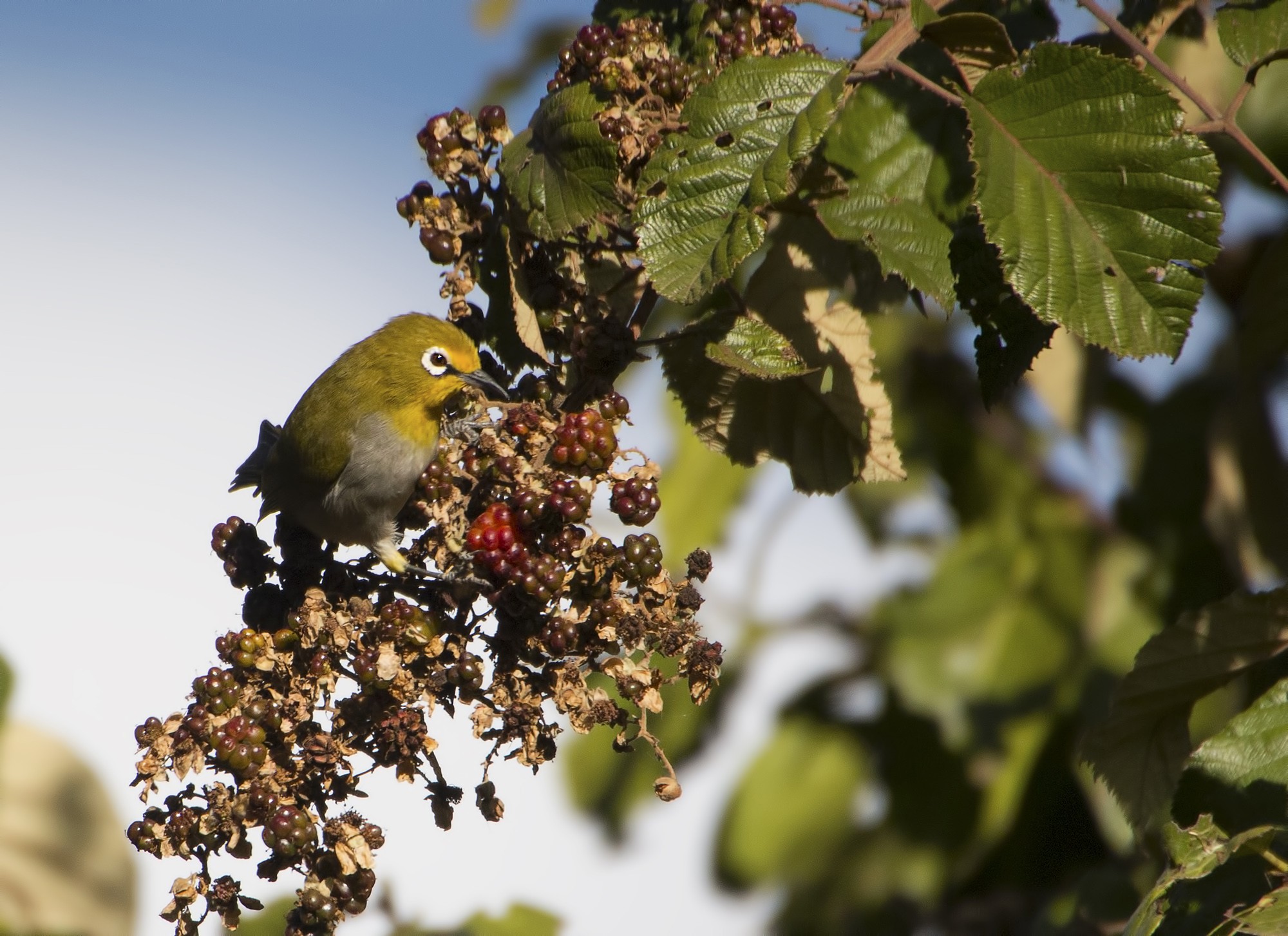 Abyssinian White-eye
