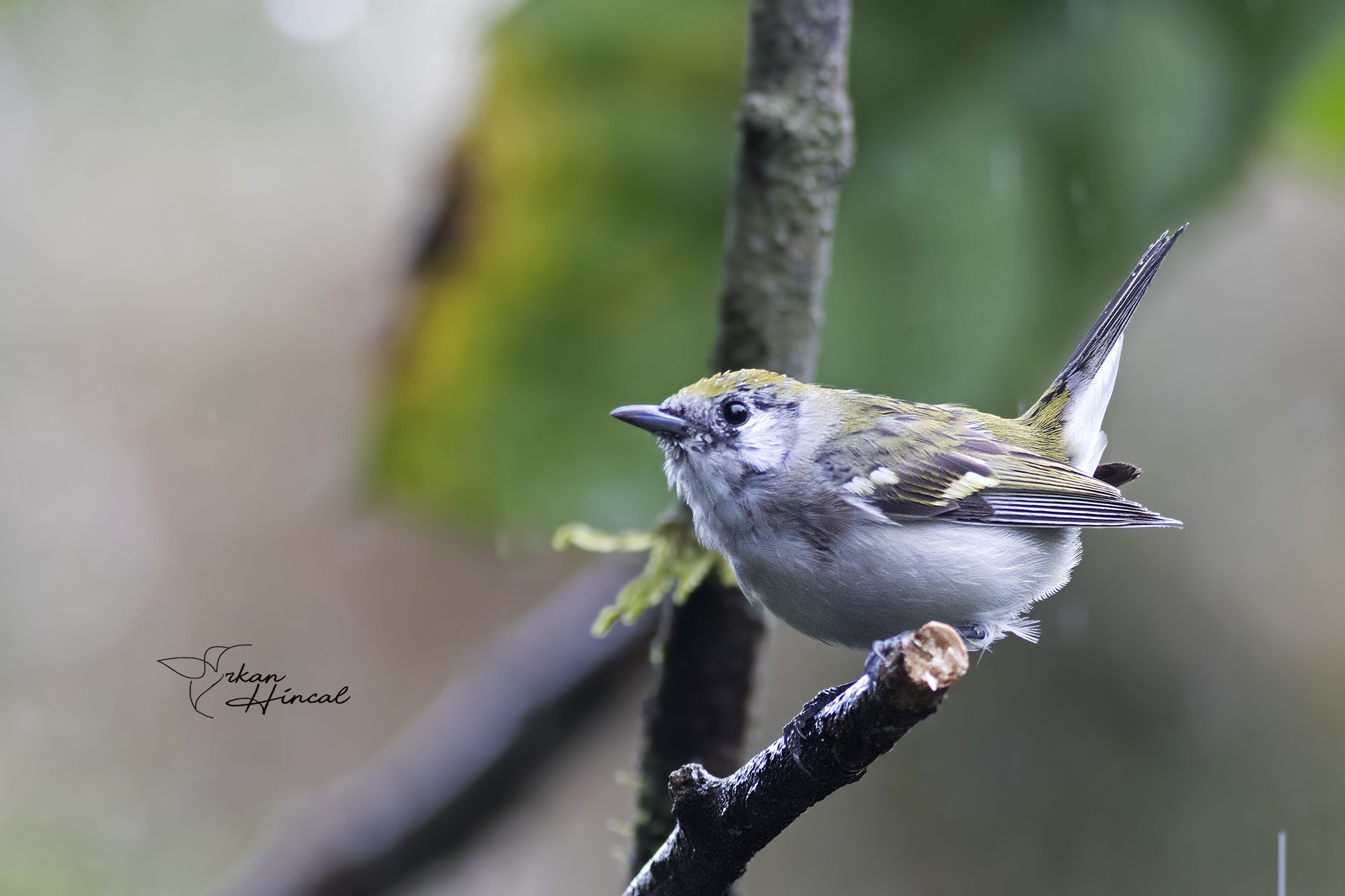 Chestnut-sided Warbler