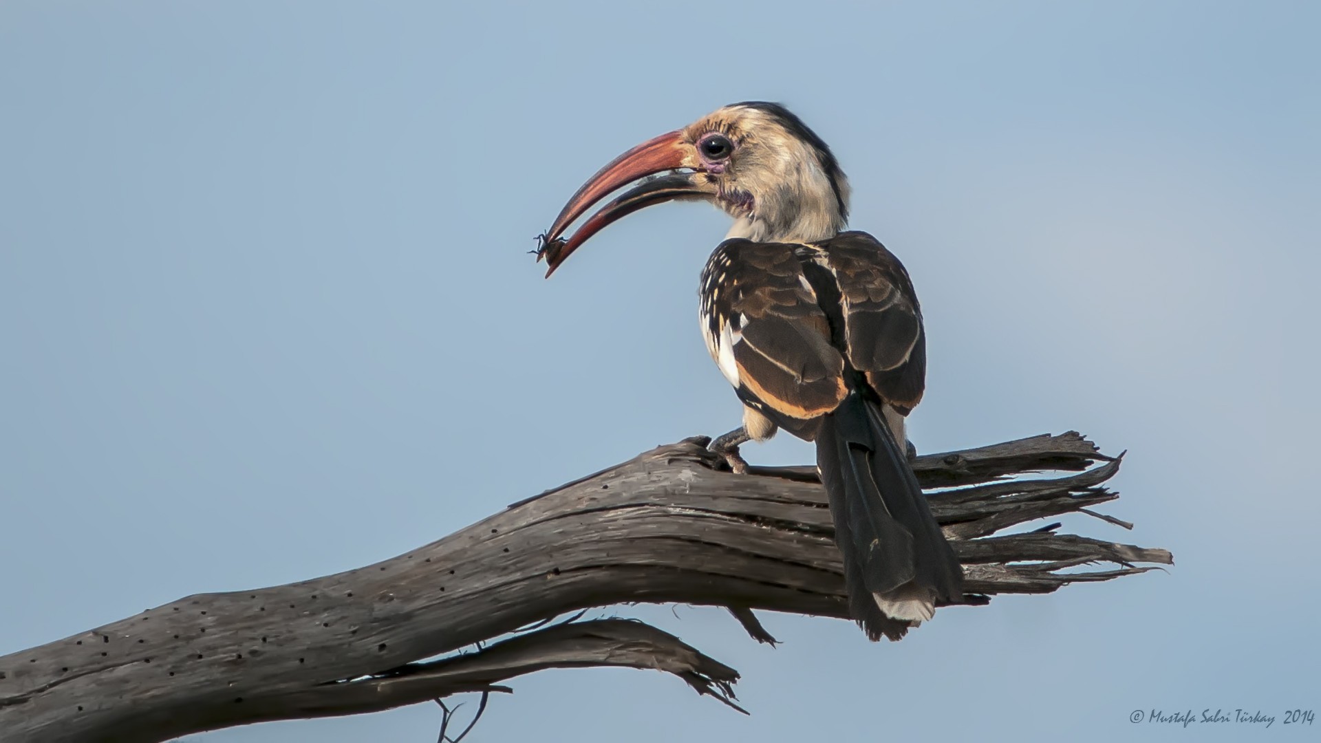 Red-billed Hornbill