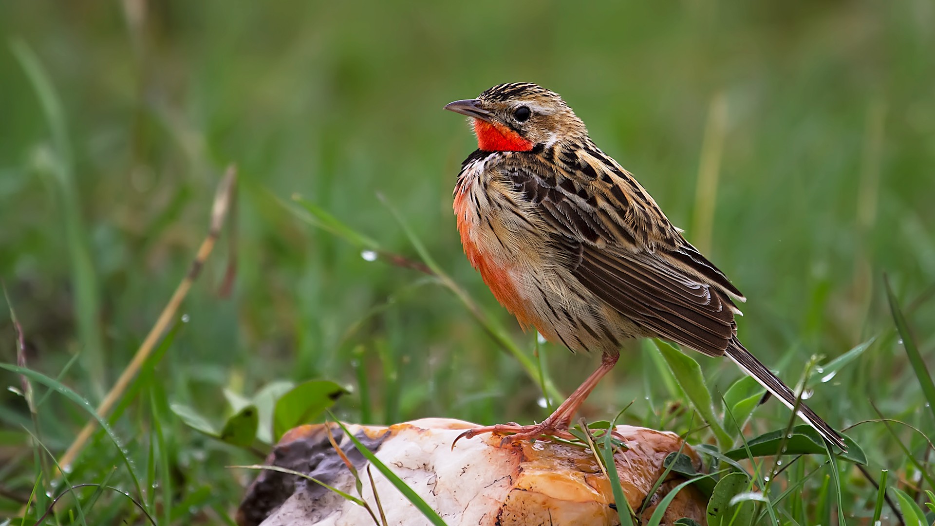 Rosy-breasted Longclaw