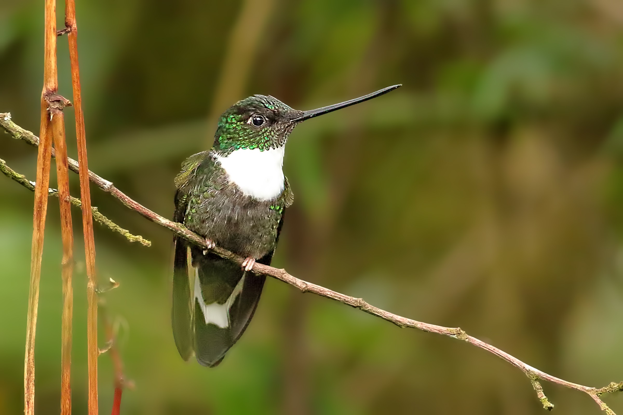 Collared Inca