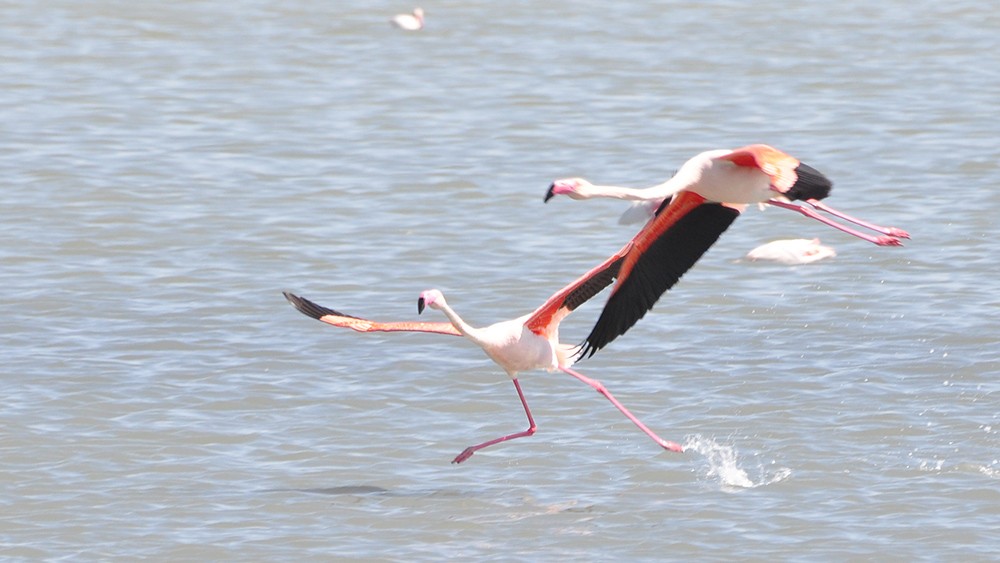 Flamingo