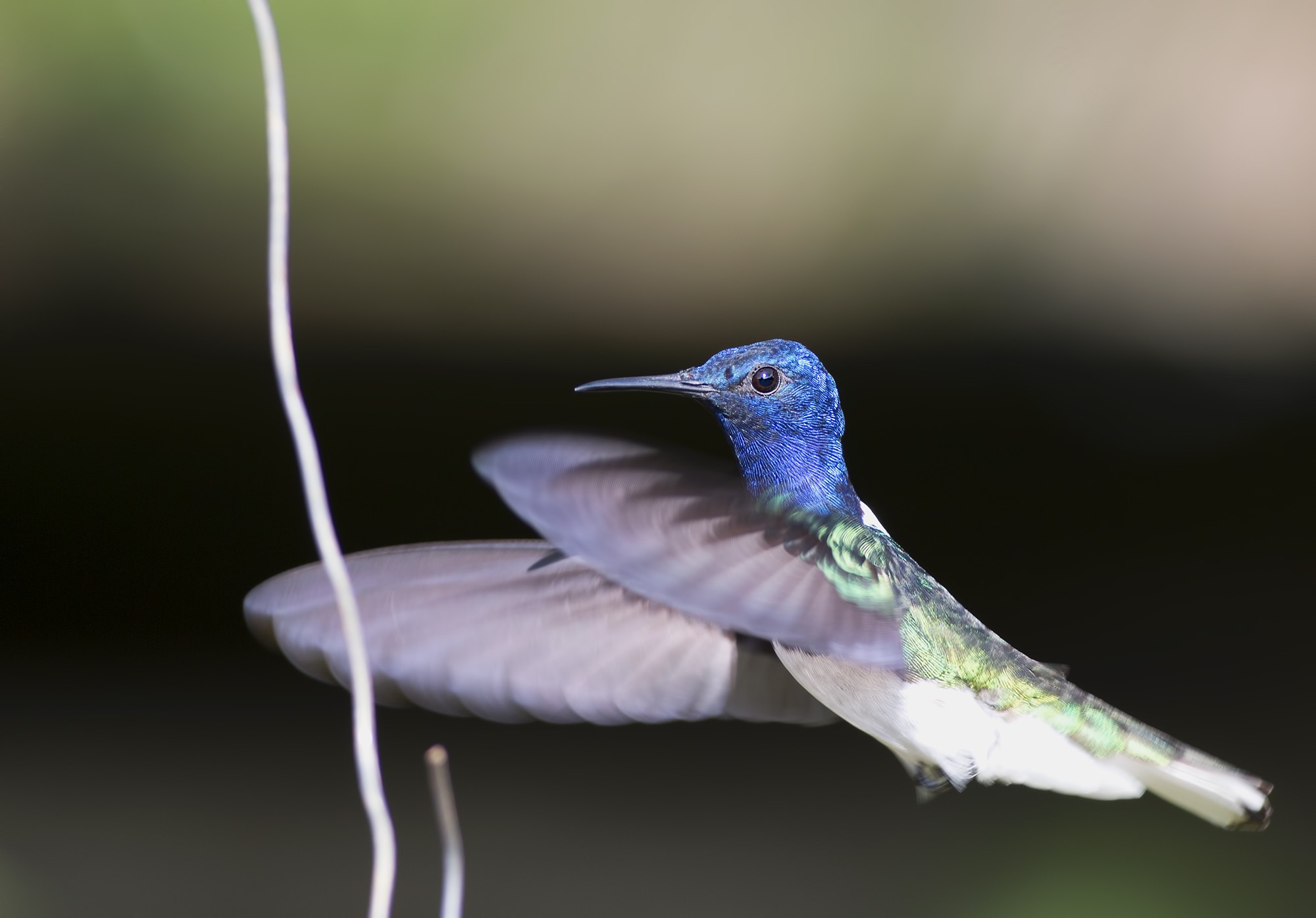 White-necked Jacobin