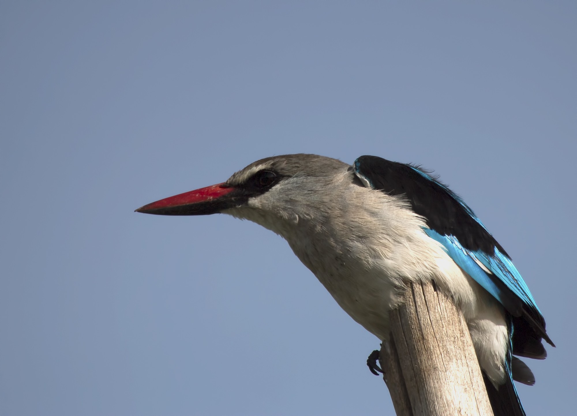 Woodland Kingfisher