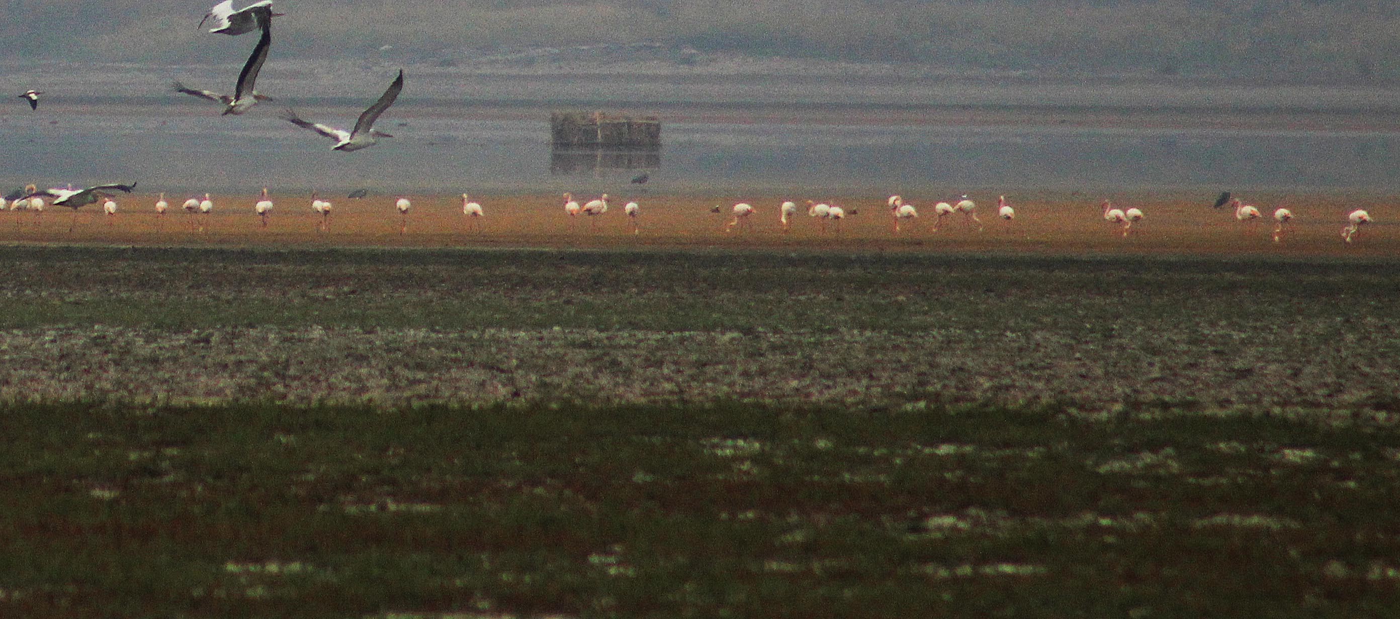 Flamingo
