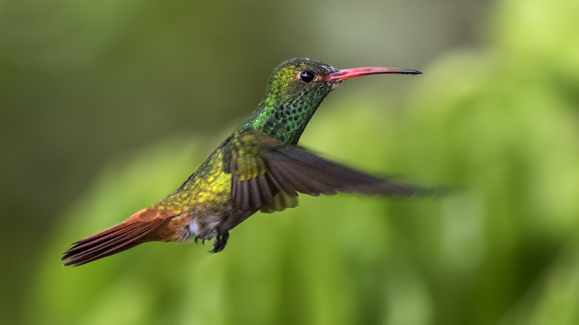 Rufous-tailed Hummingbird