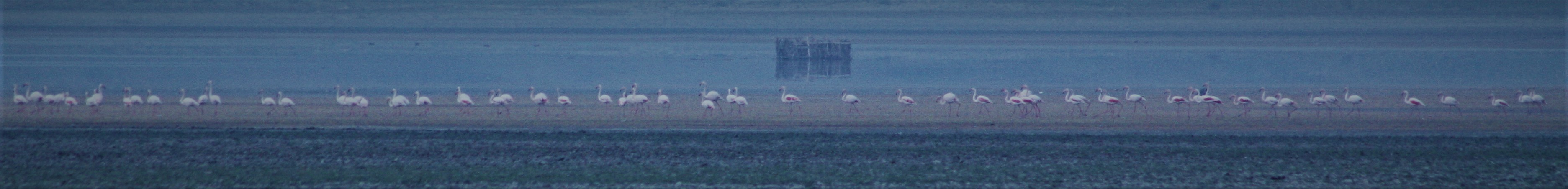 Flamingo