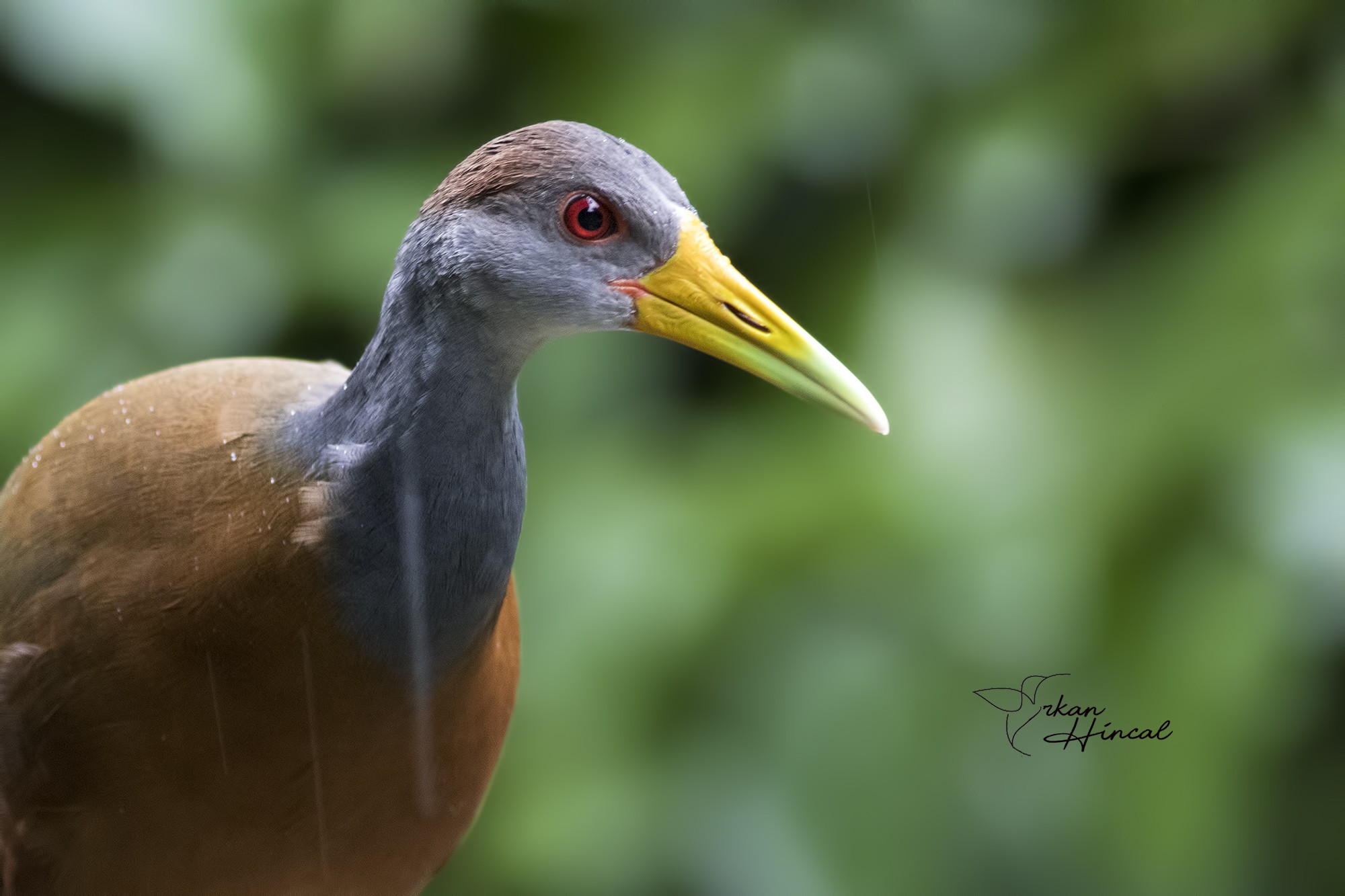 Grey-necked Wood-rail