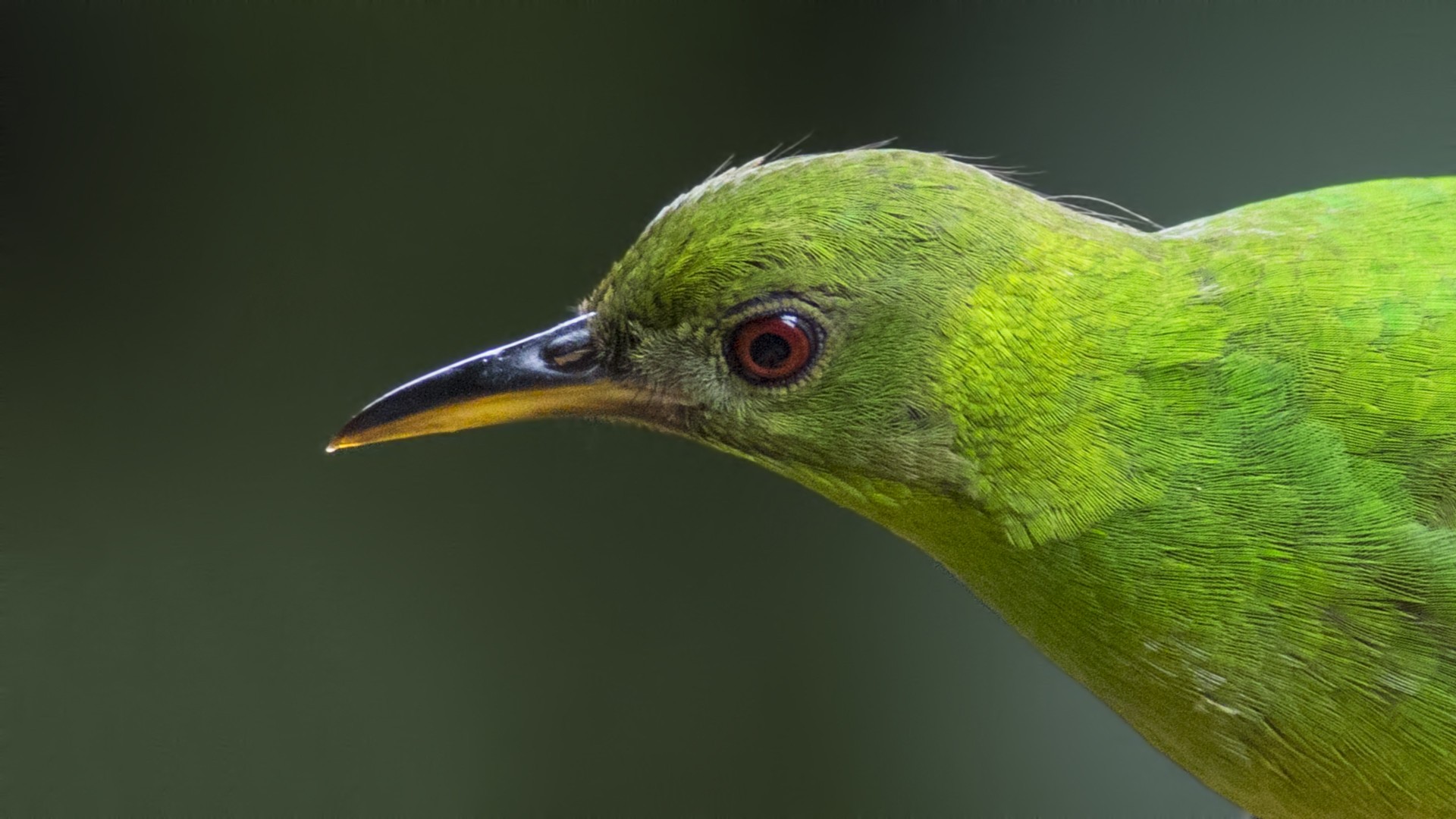 Green Honeycreeper