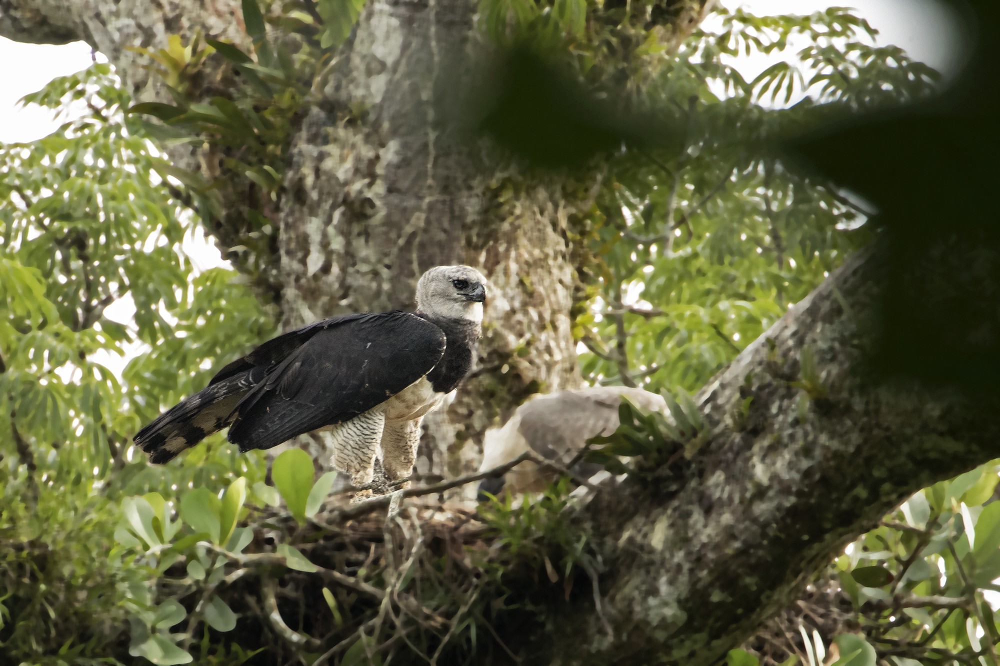 Harpy Eagle